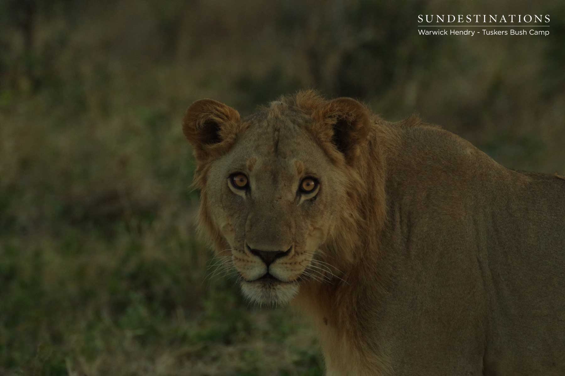 Triad of Kwatale Lions