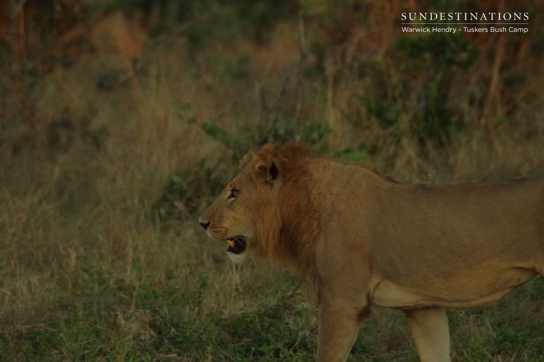Young Male Lion Kwatale