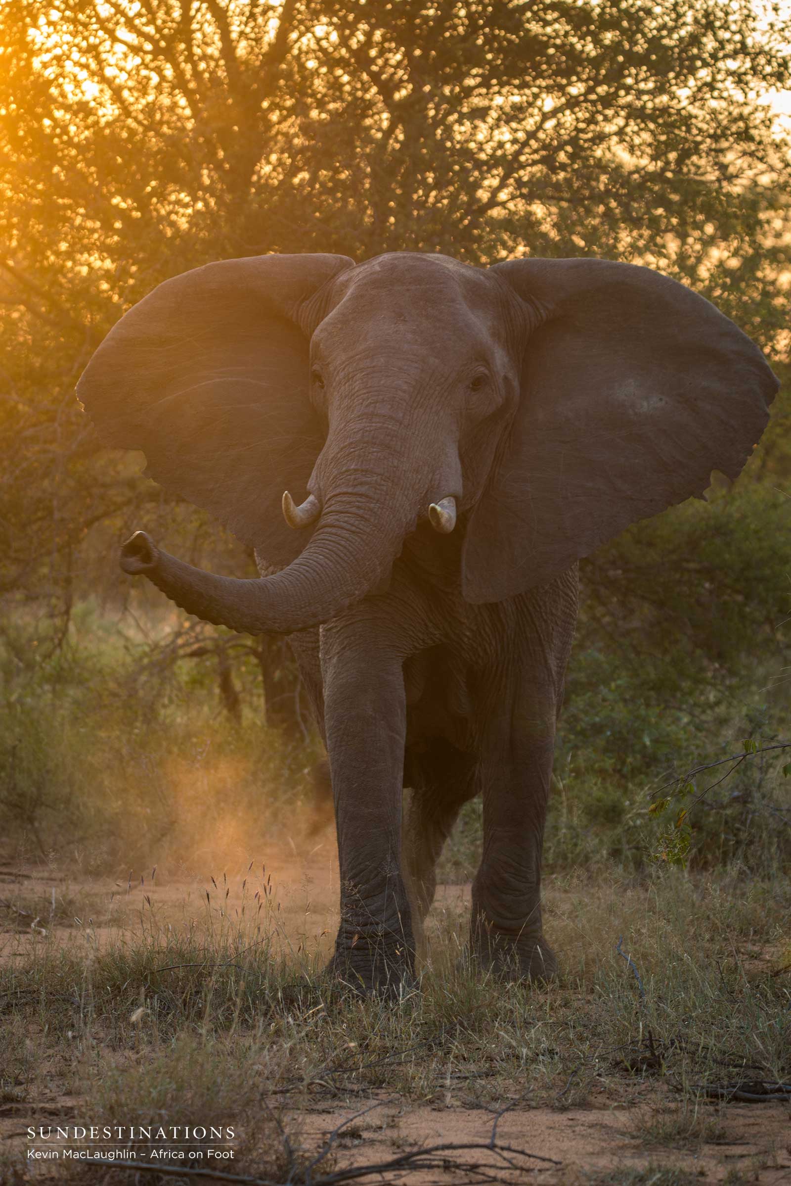 Elephant at Africa on Foot
