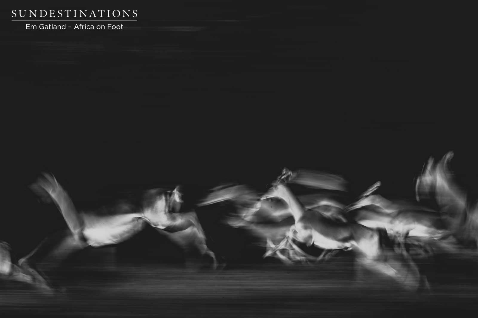 Impala Herd Africa on Foot