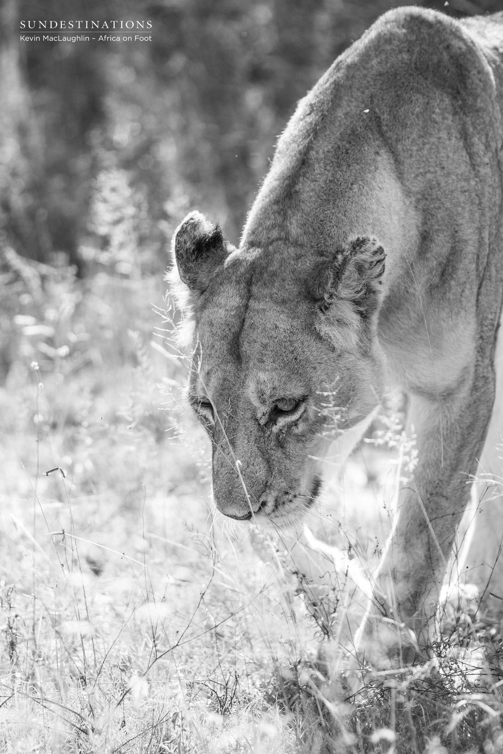 Lioness Africa on Foot