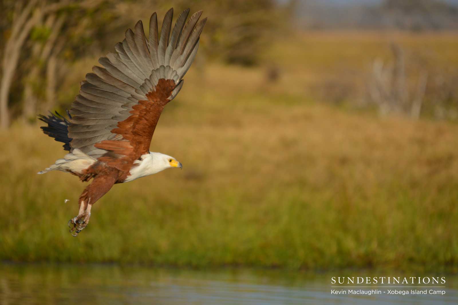 Fish Eagle at Xobega Island Camp