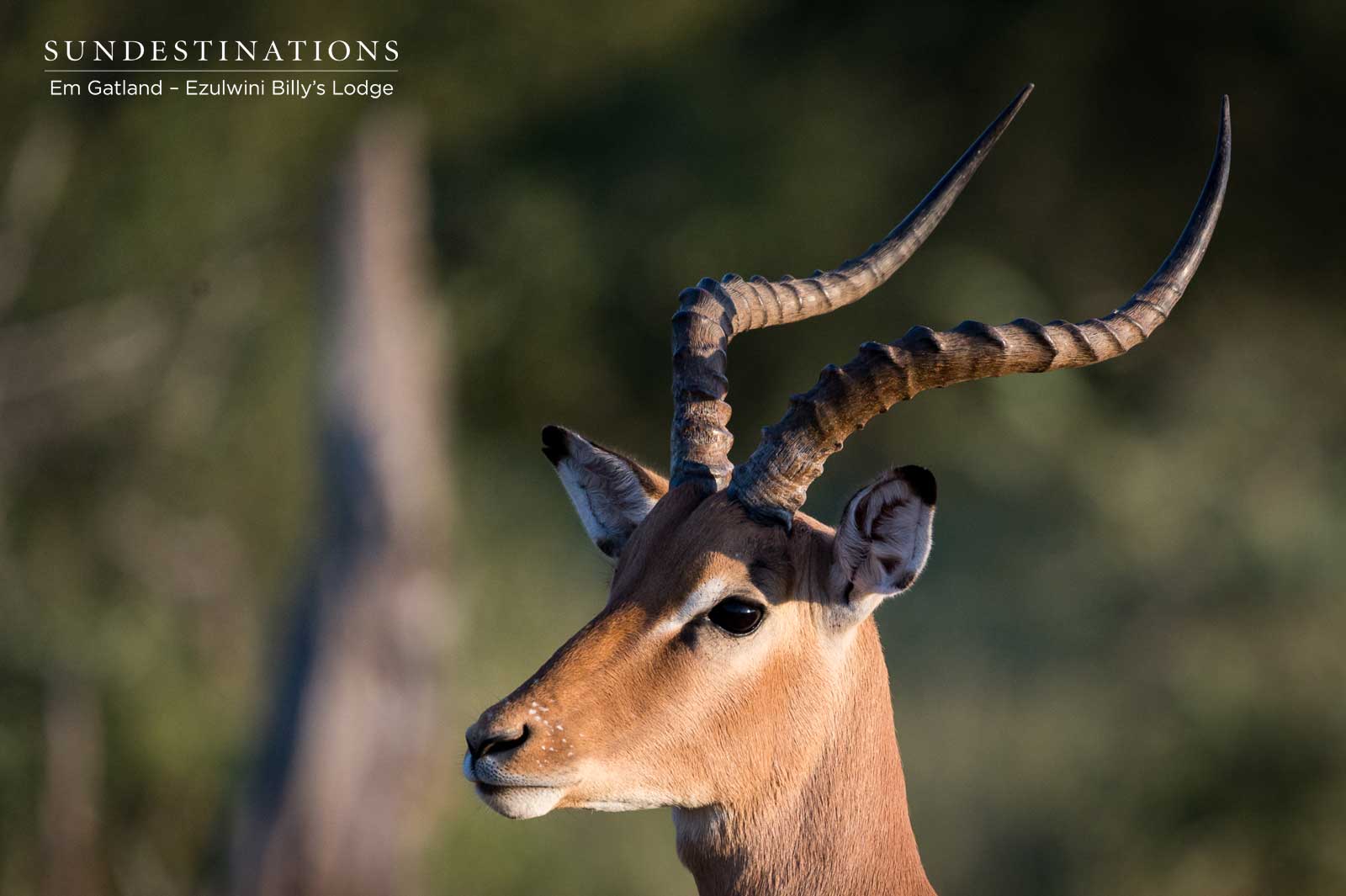 Impala Ezulwini Game Lodges