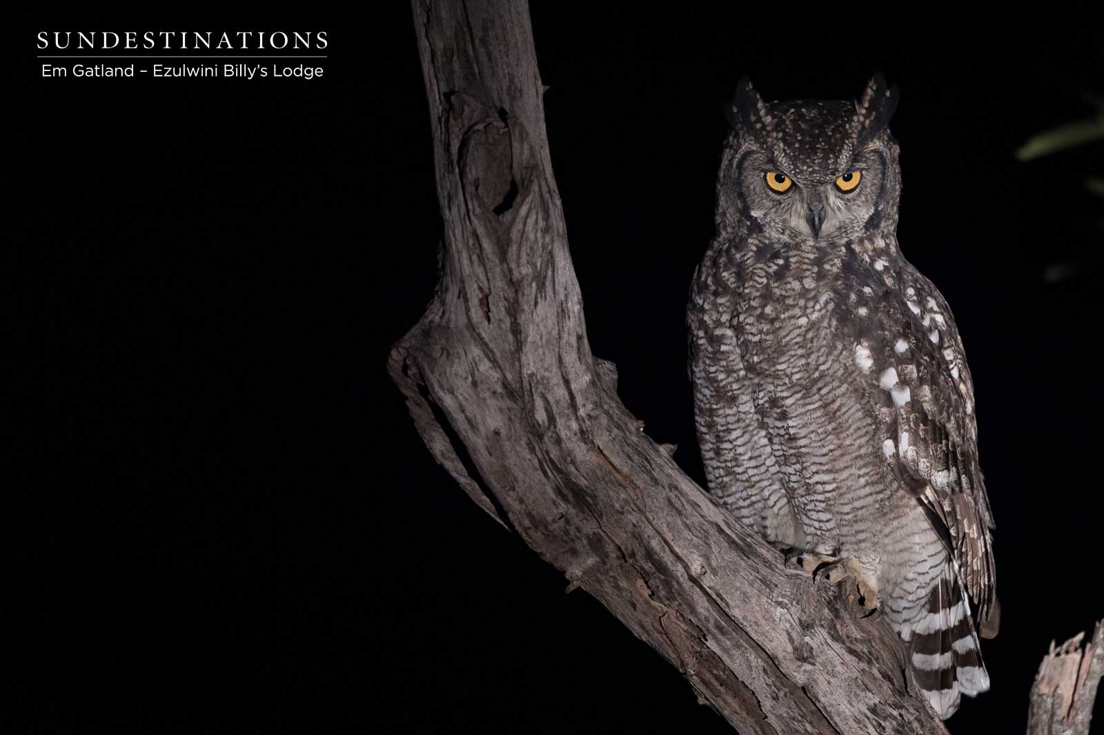 Giant Eagle Owl Balule