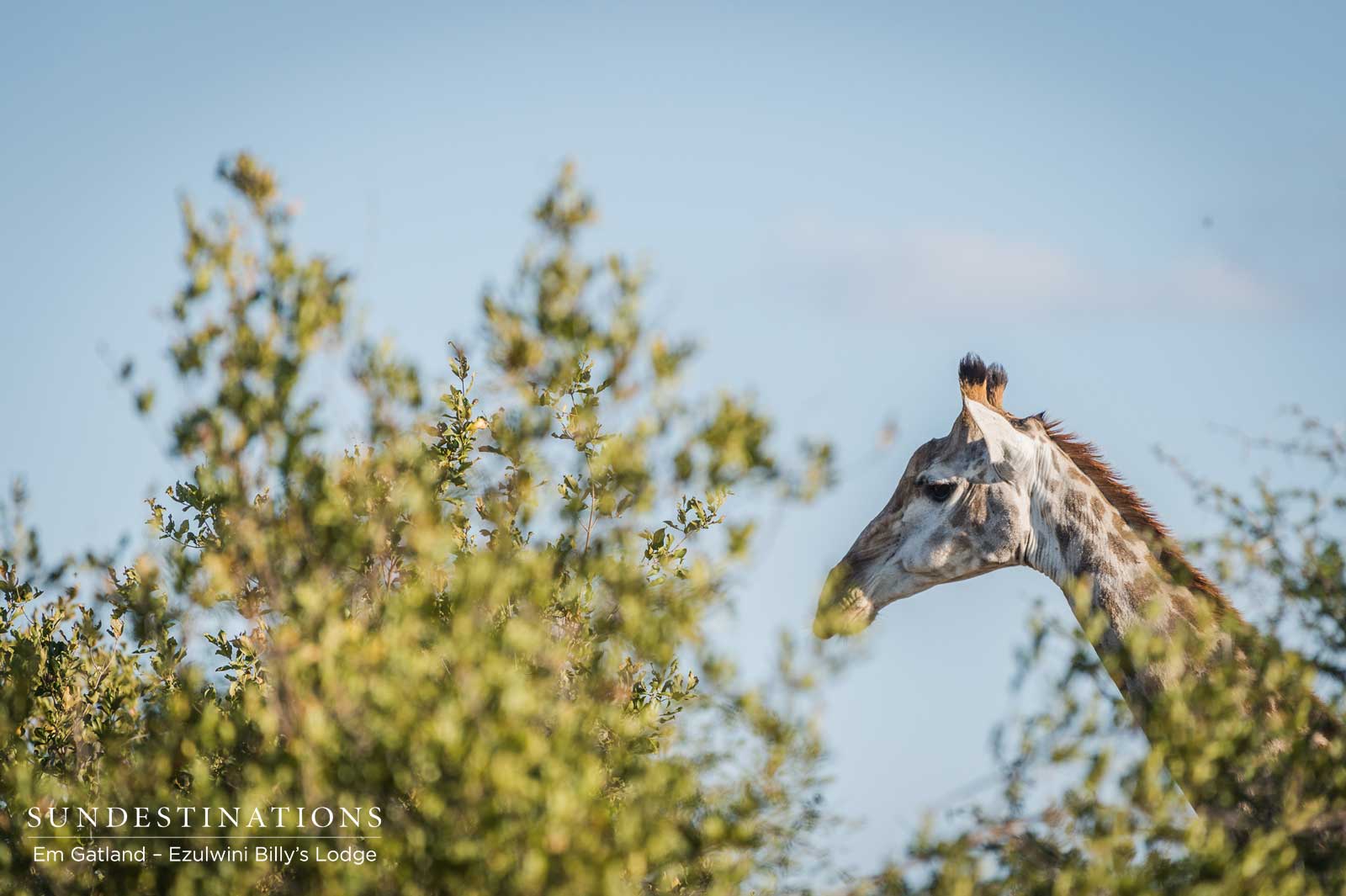 Giraffe at Ezulwini Game Lodges