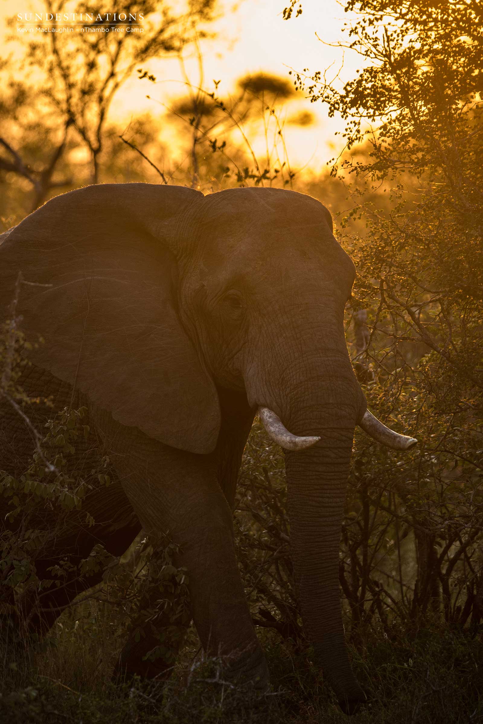 Elephant at nThambo Tree Camp