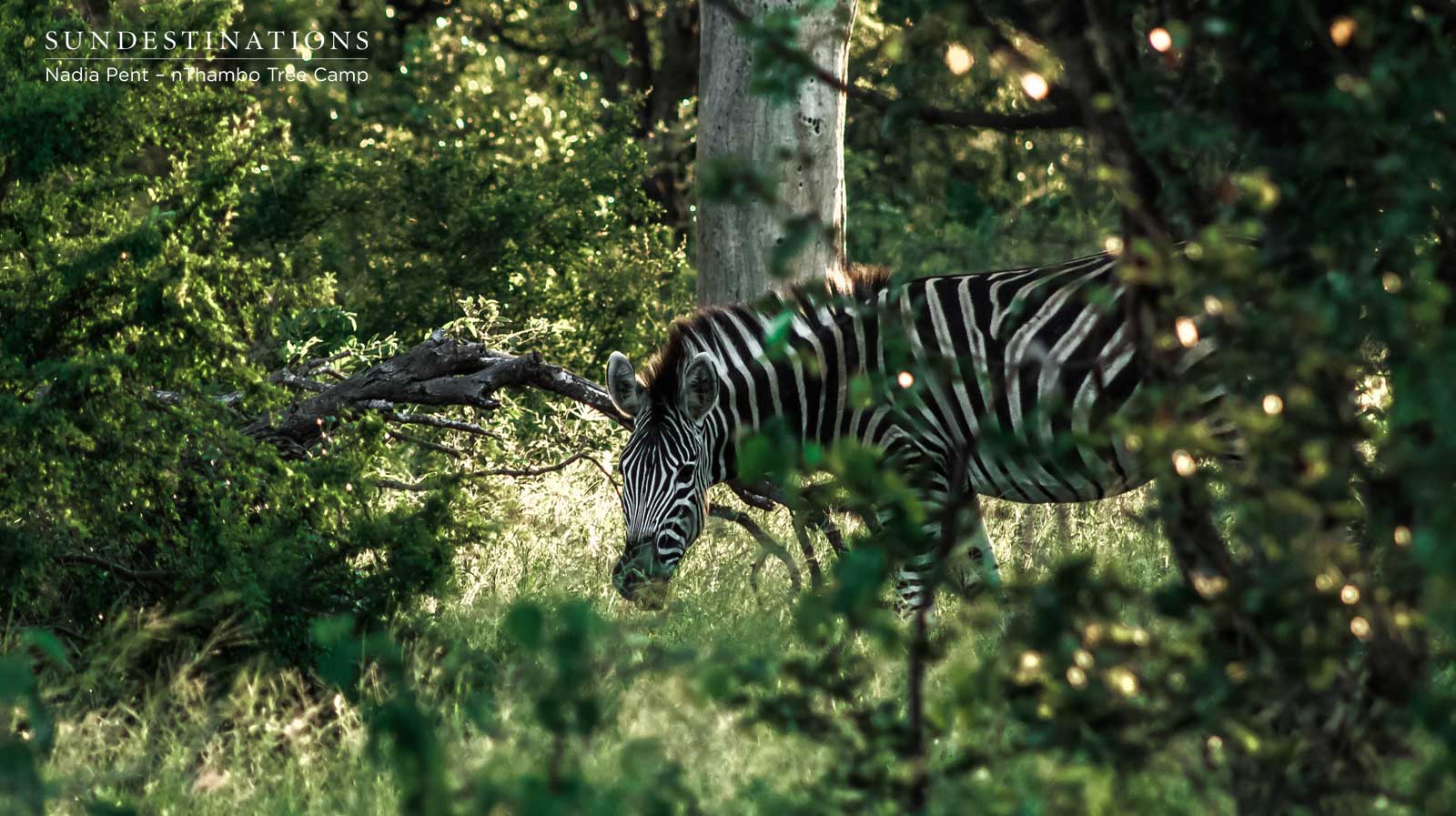 Zebra at nThambo Tree Camp
