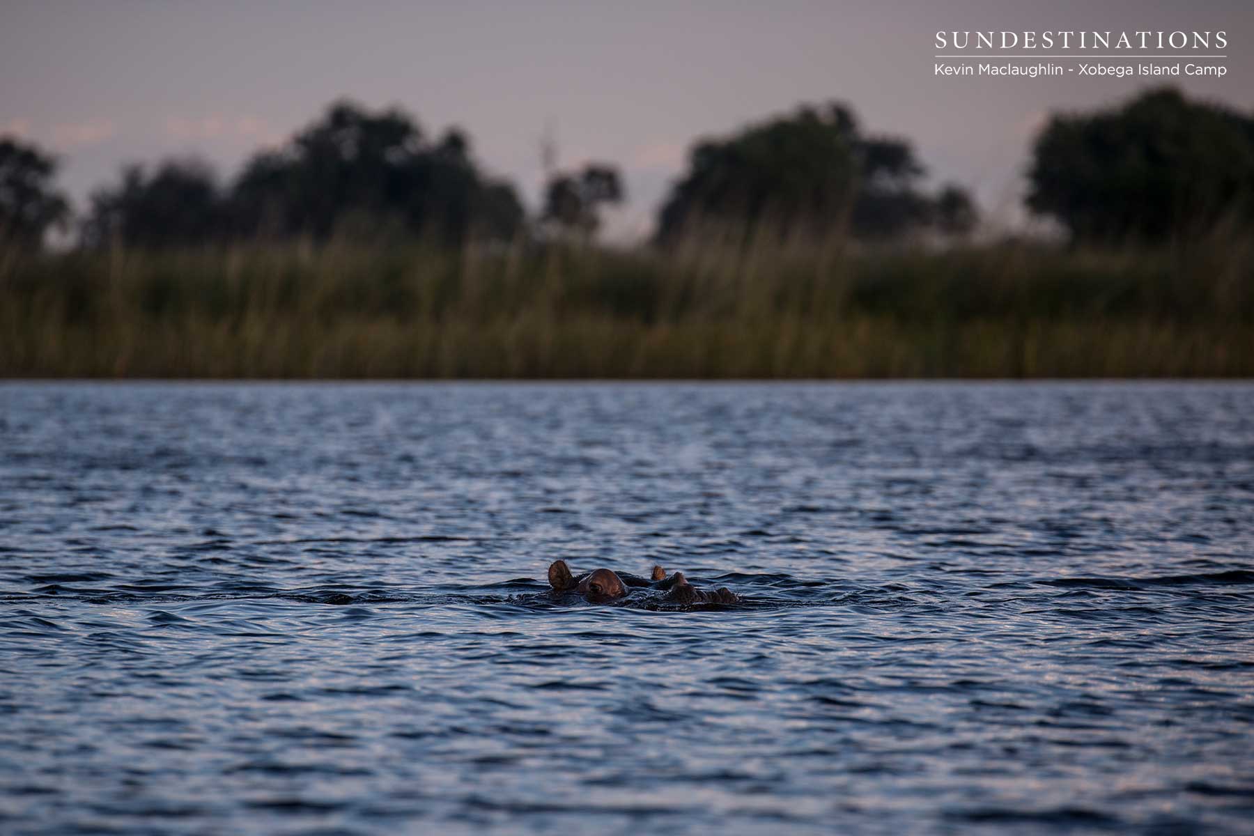 Hippo at Xobega Island