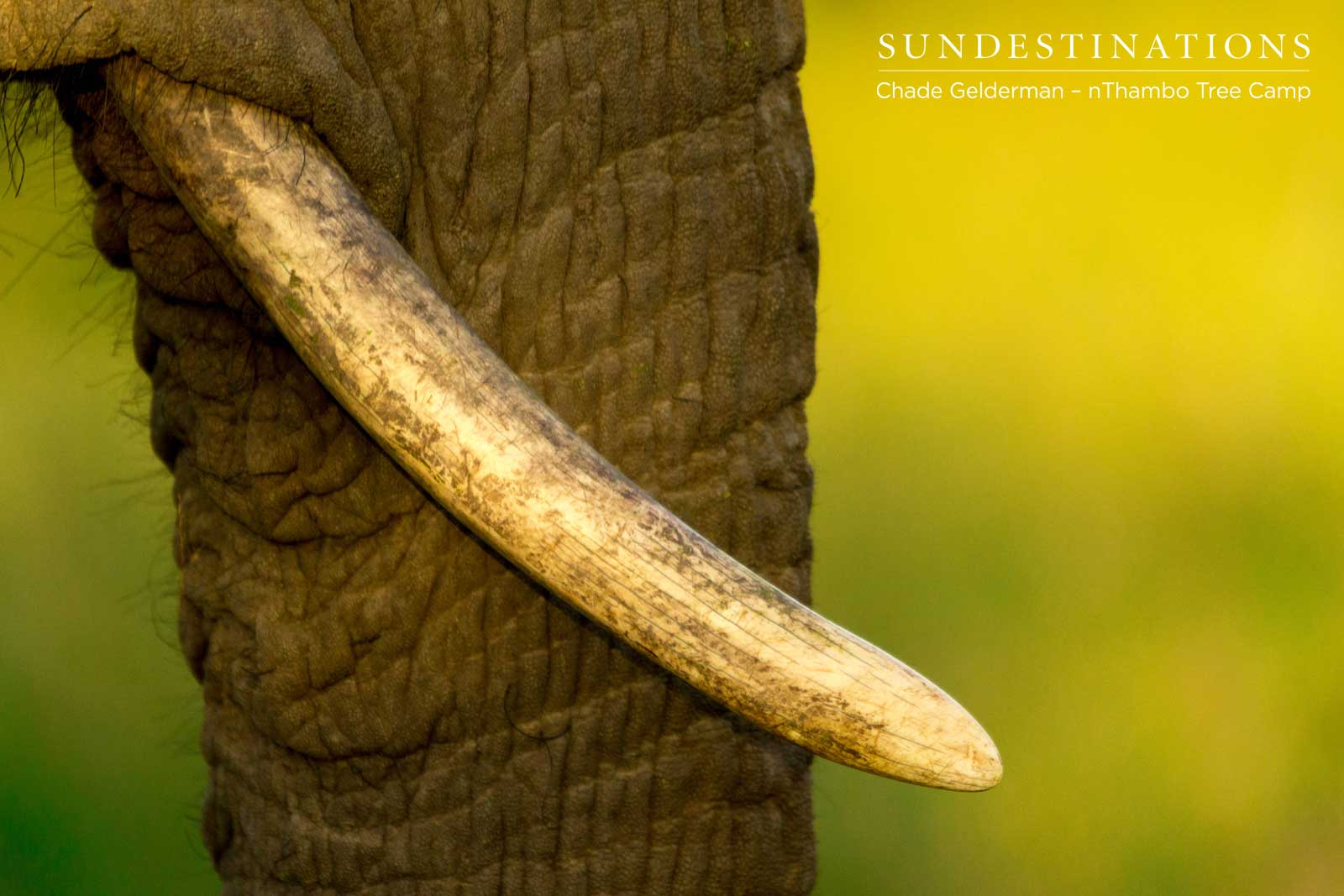 Tusk of an Elephant nThambo