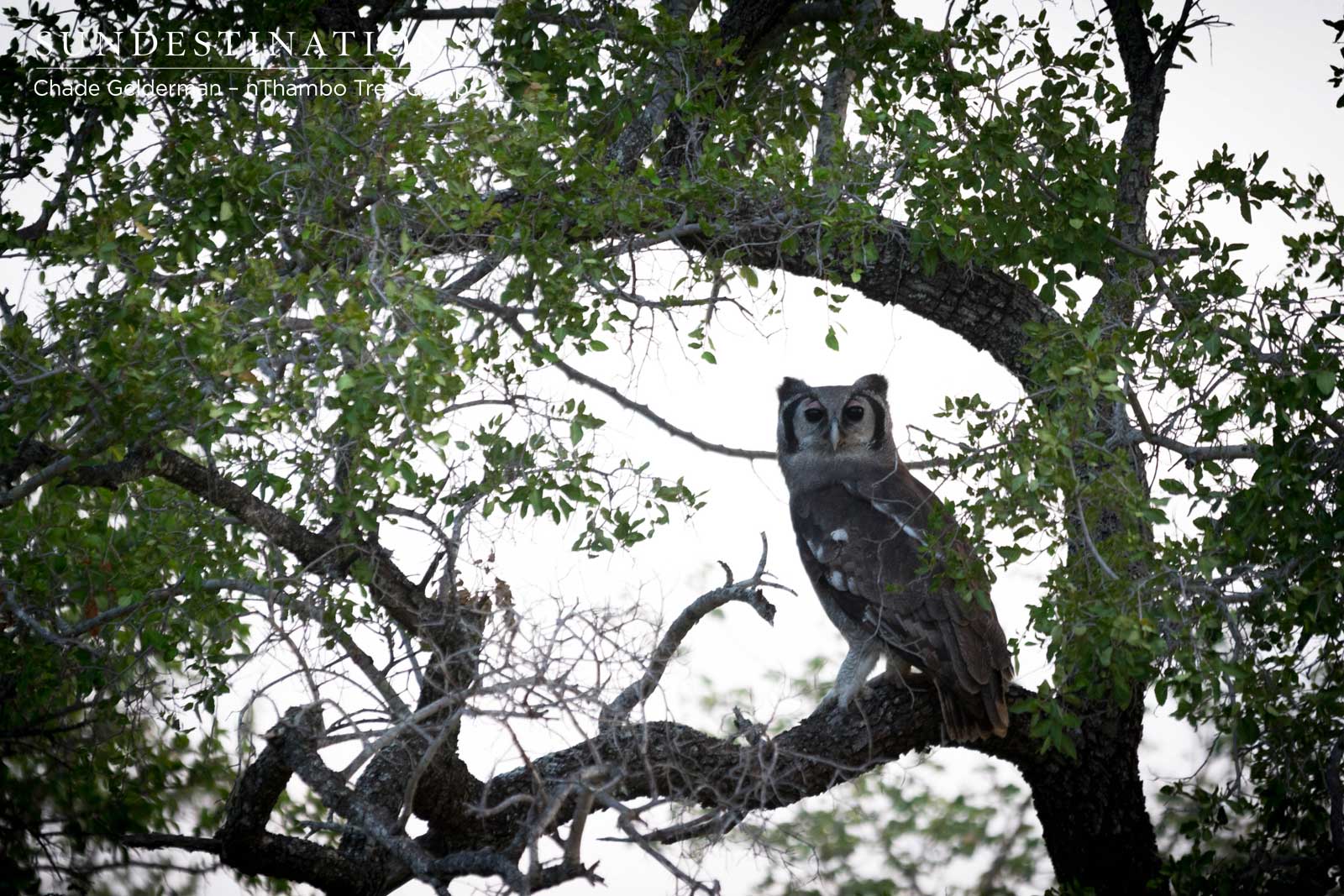Verrraux's Eagle Owl