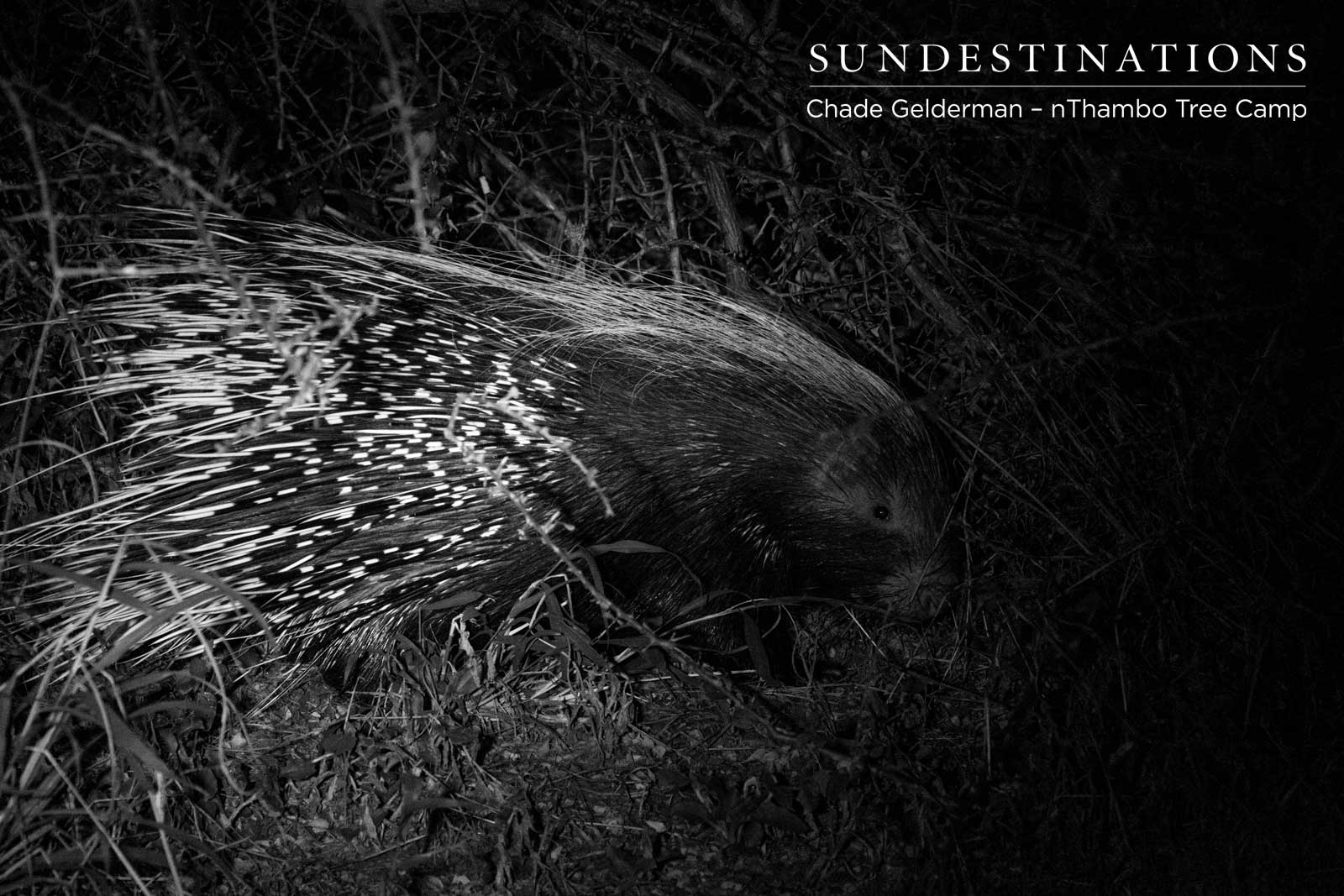 nThambo Tree Camp Porcupine