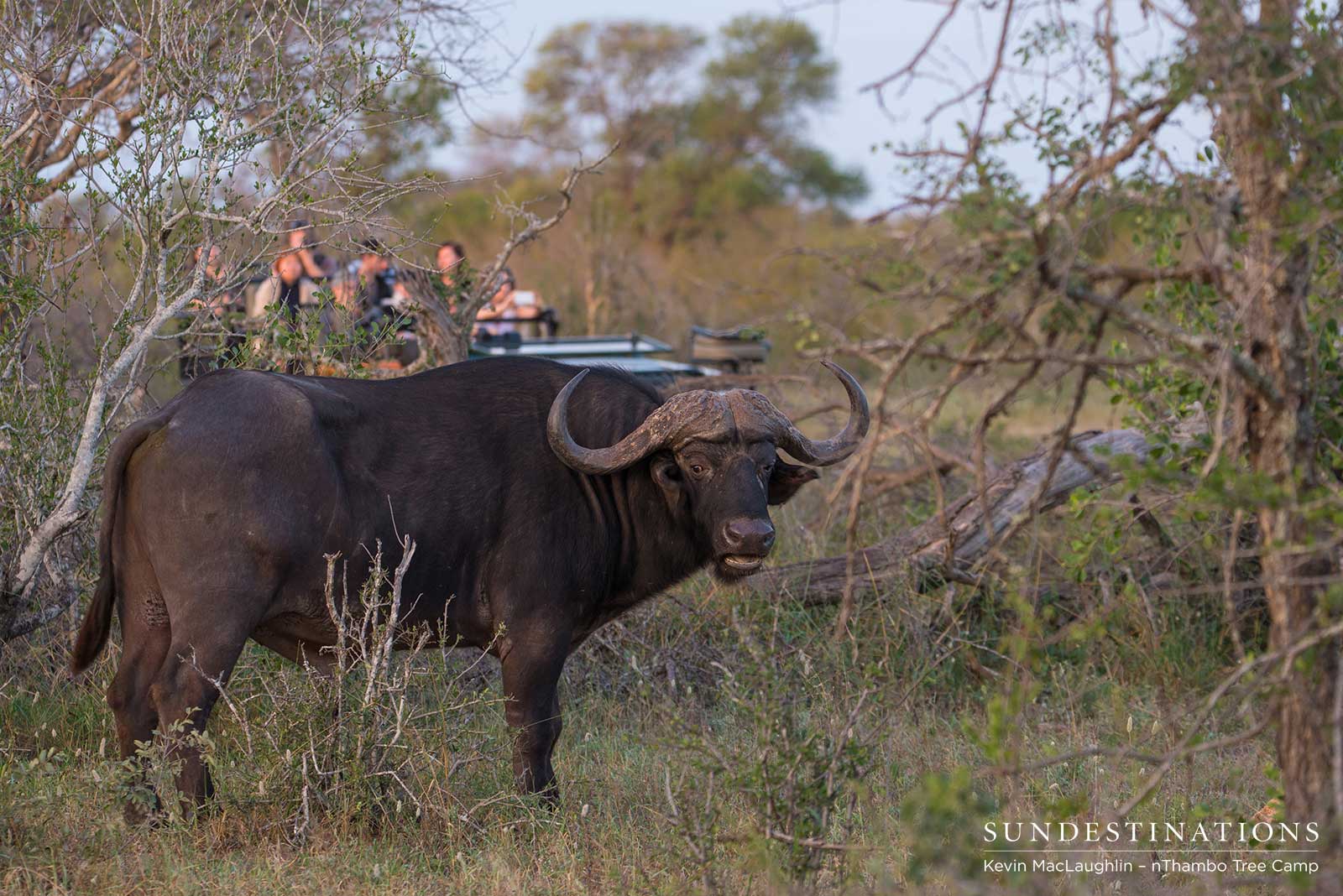 nThambo Tree Camp Buffalo
