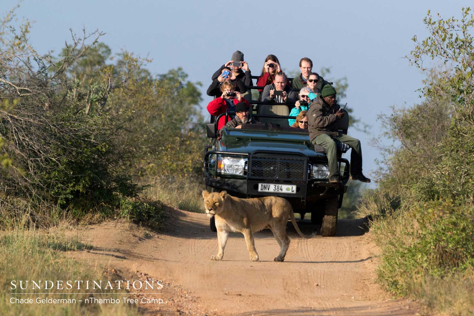 Lioness on Game Drive