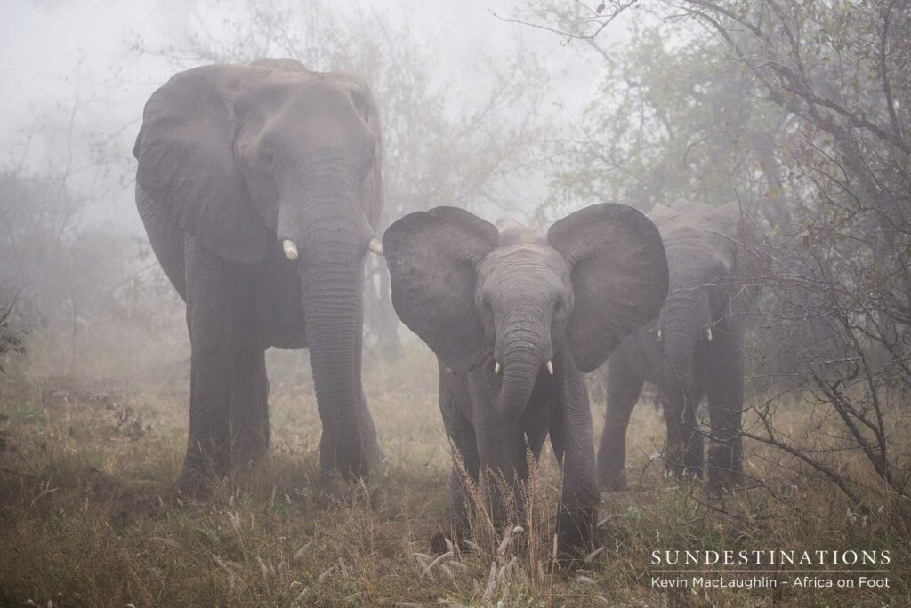 Africa on Foot Elephants
