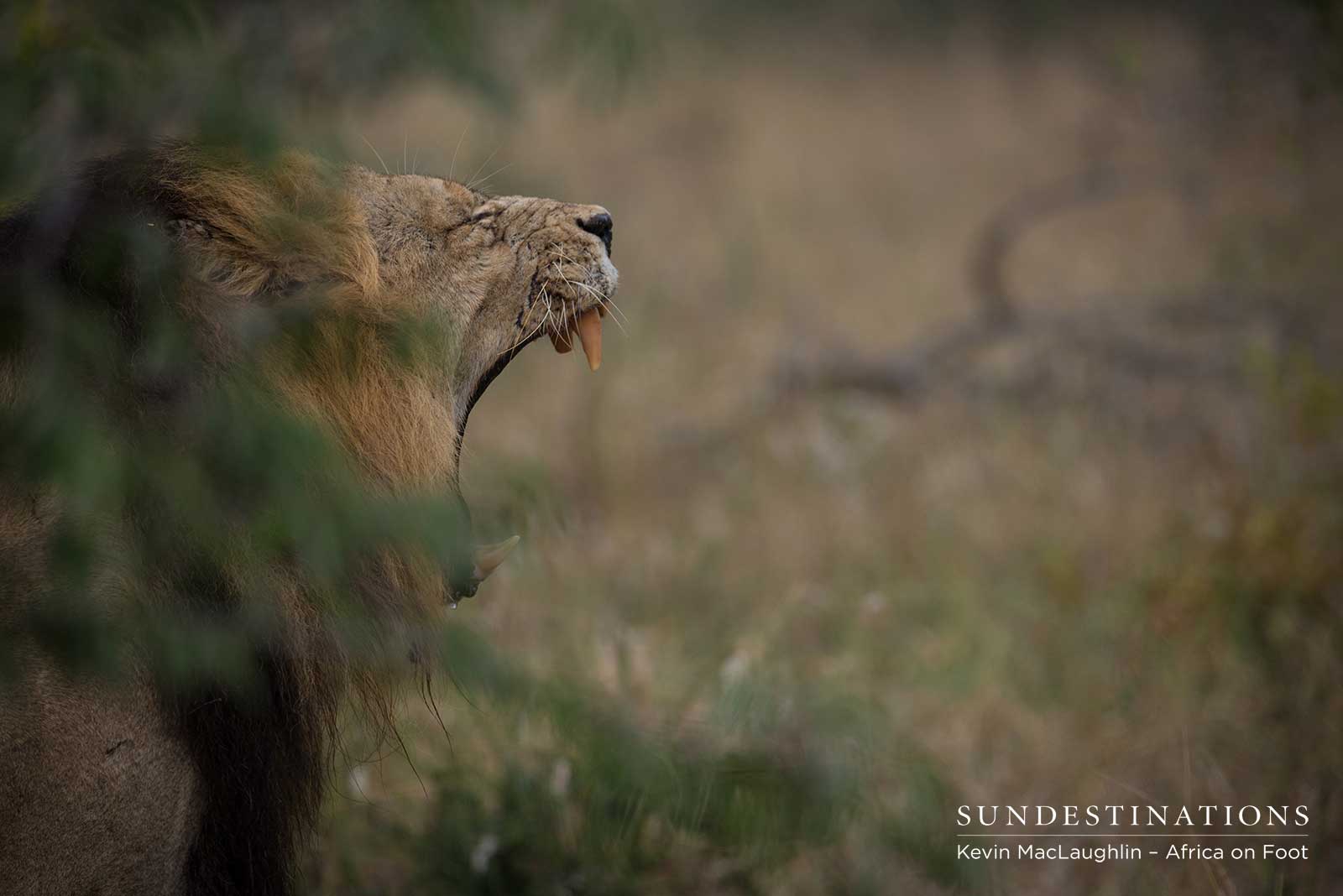 Trilogy Africa on Foot