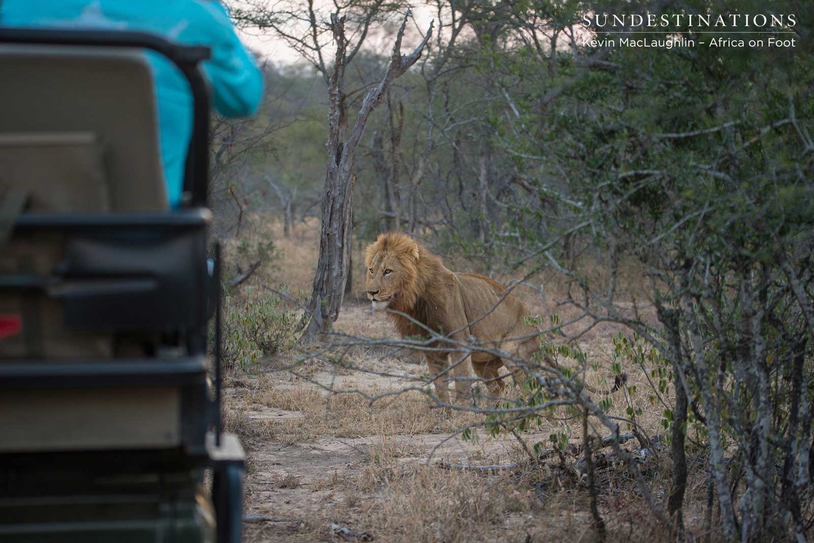 Africa on Foot Lions
