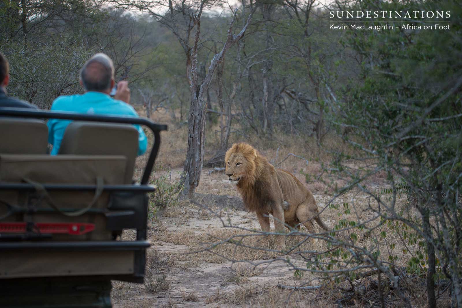 Africa on Foot Lion Sighting