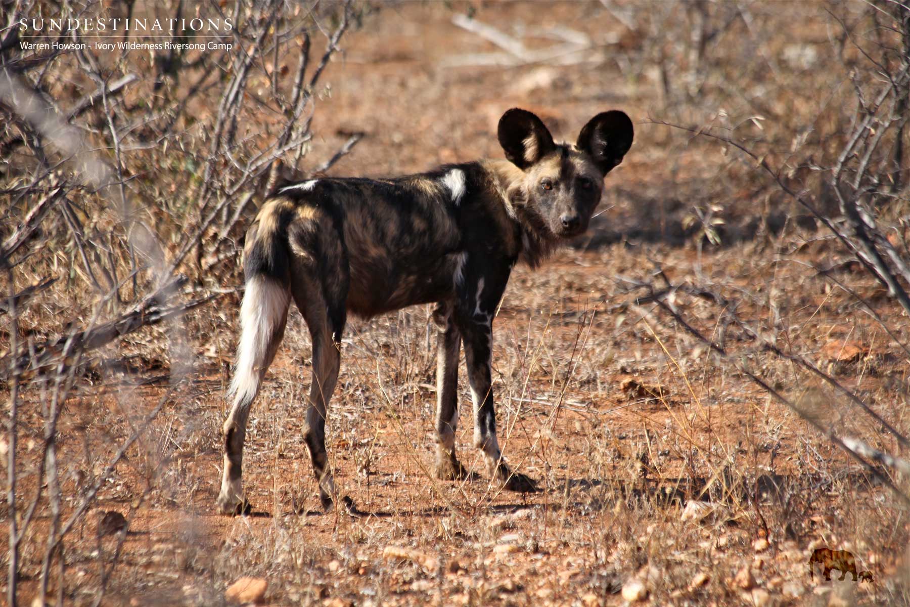 Alpha Male Wild Dog Alpha Male Wild Dog