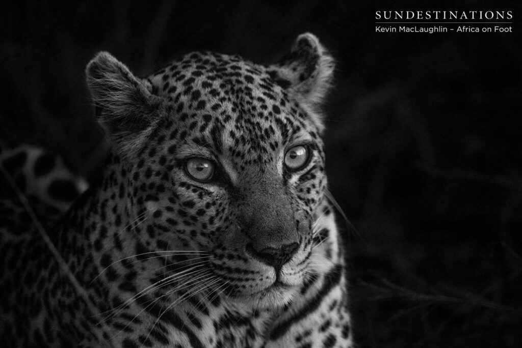 Cleo the Leopardess