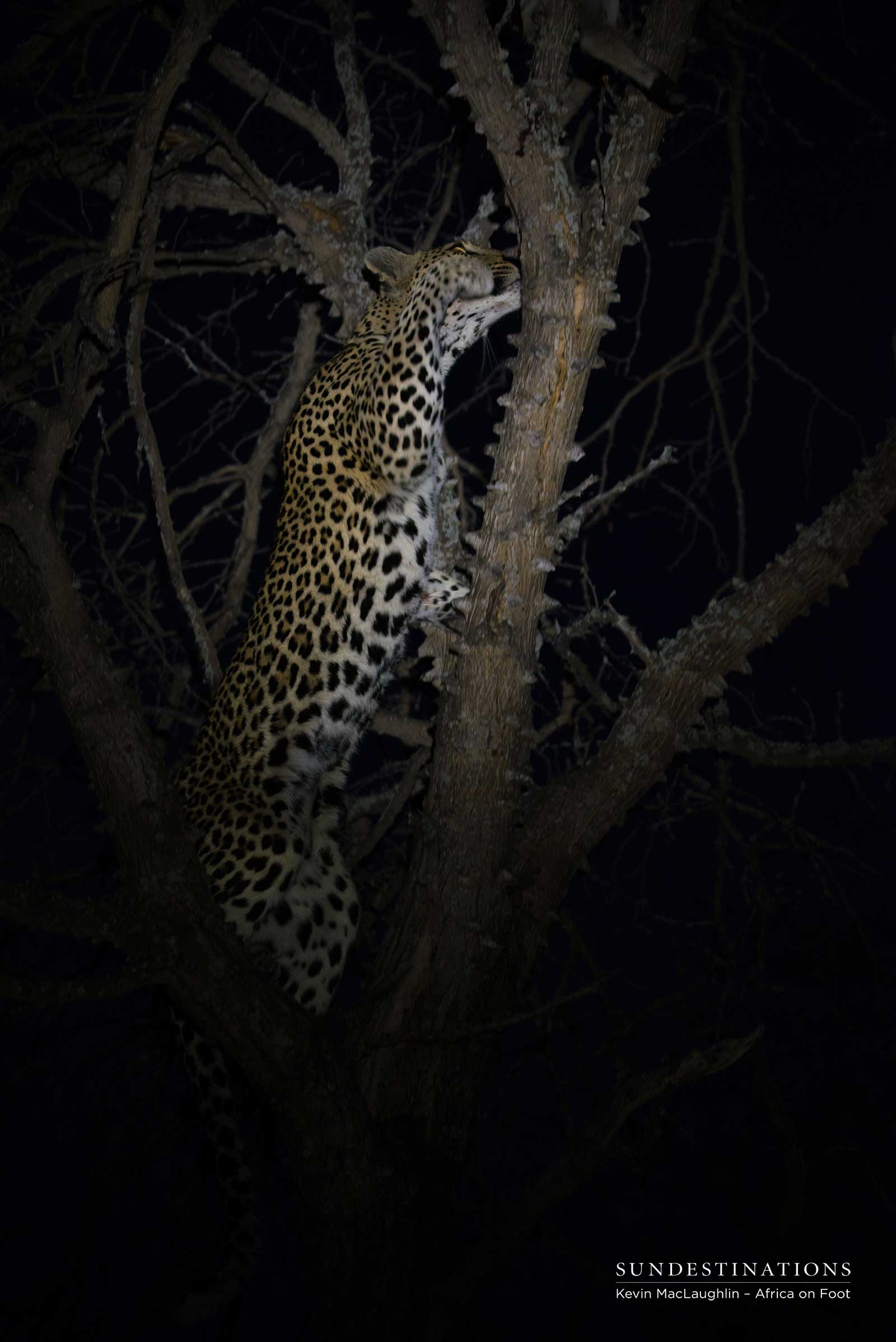 Cleo Climbing Tree