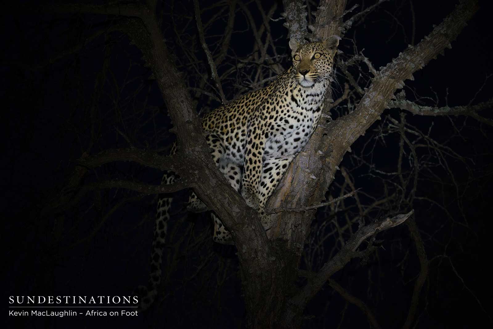 Africa on Foot Leopard