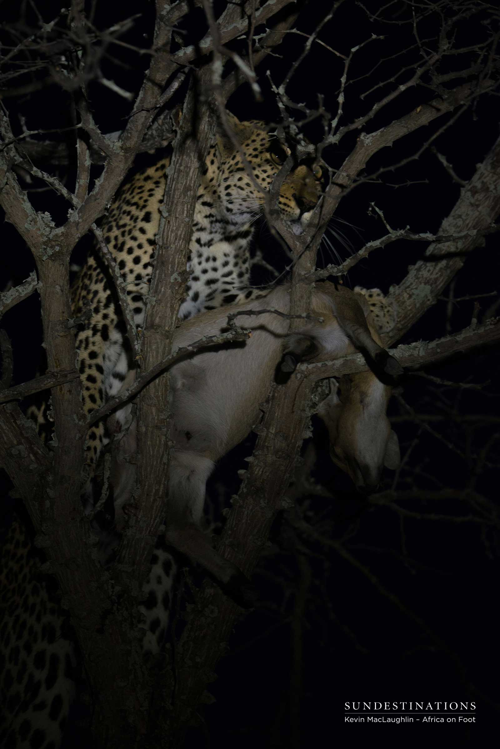 Cleo with Duiker Kill