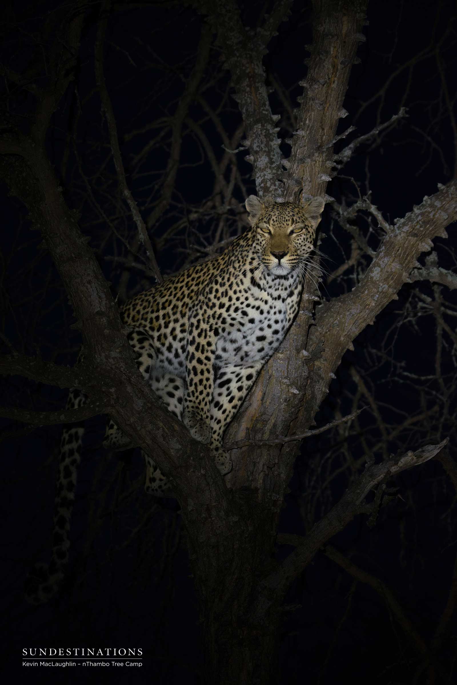 Cleo in Tree
