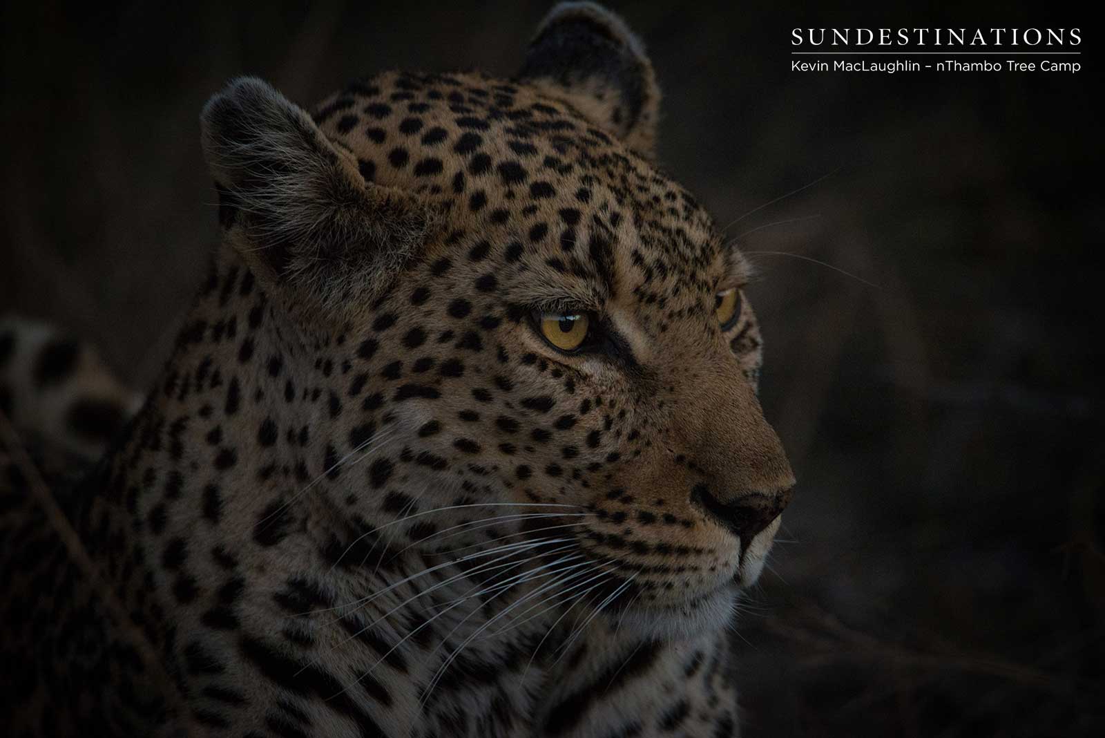 Leopardess Cleo