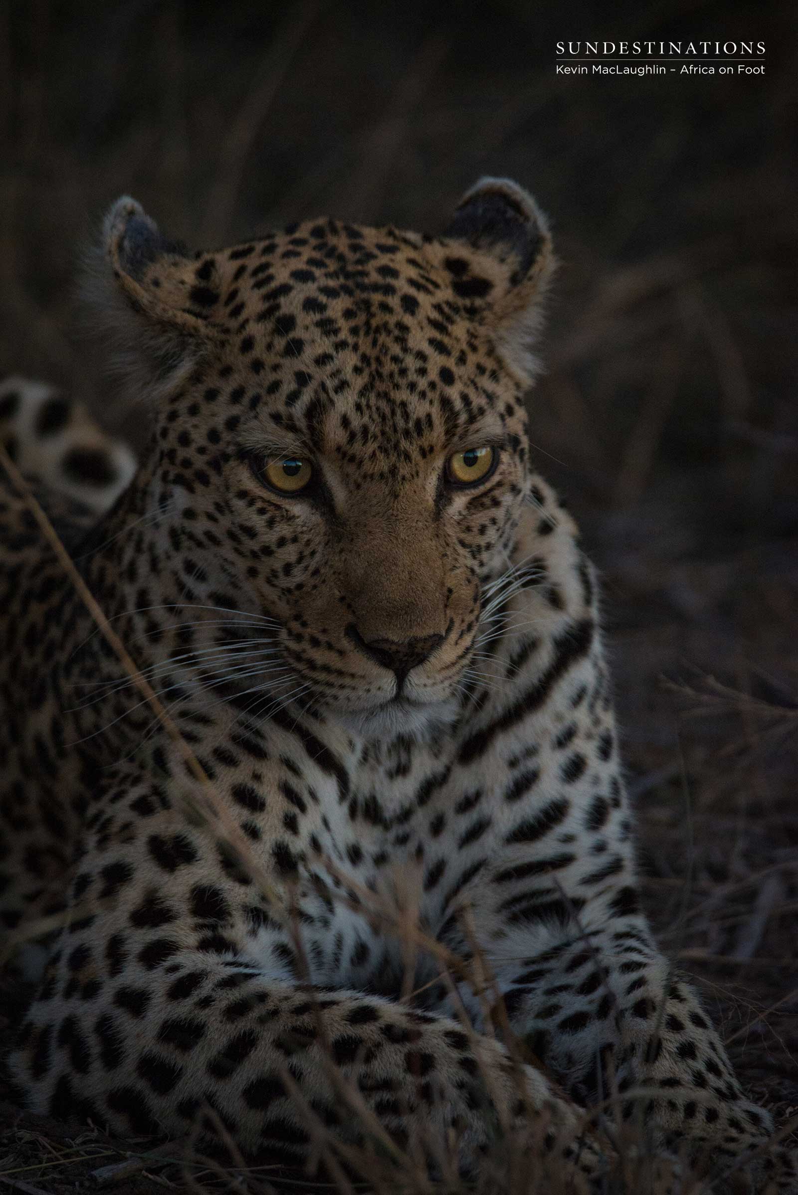 Leopard and Lions on Kill