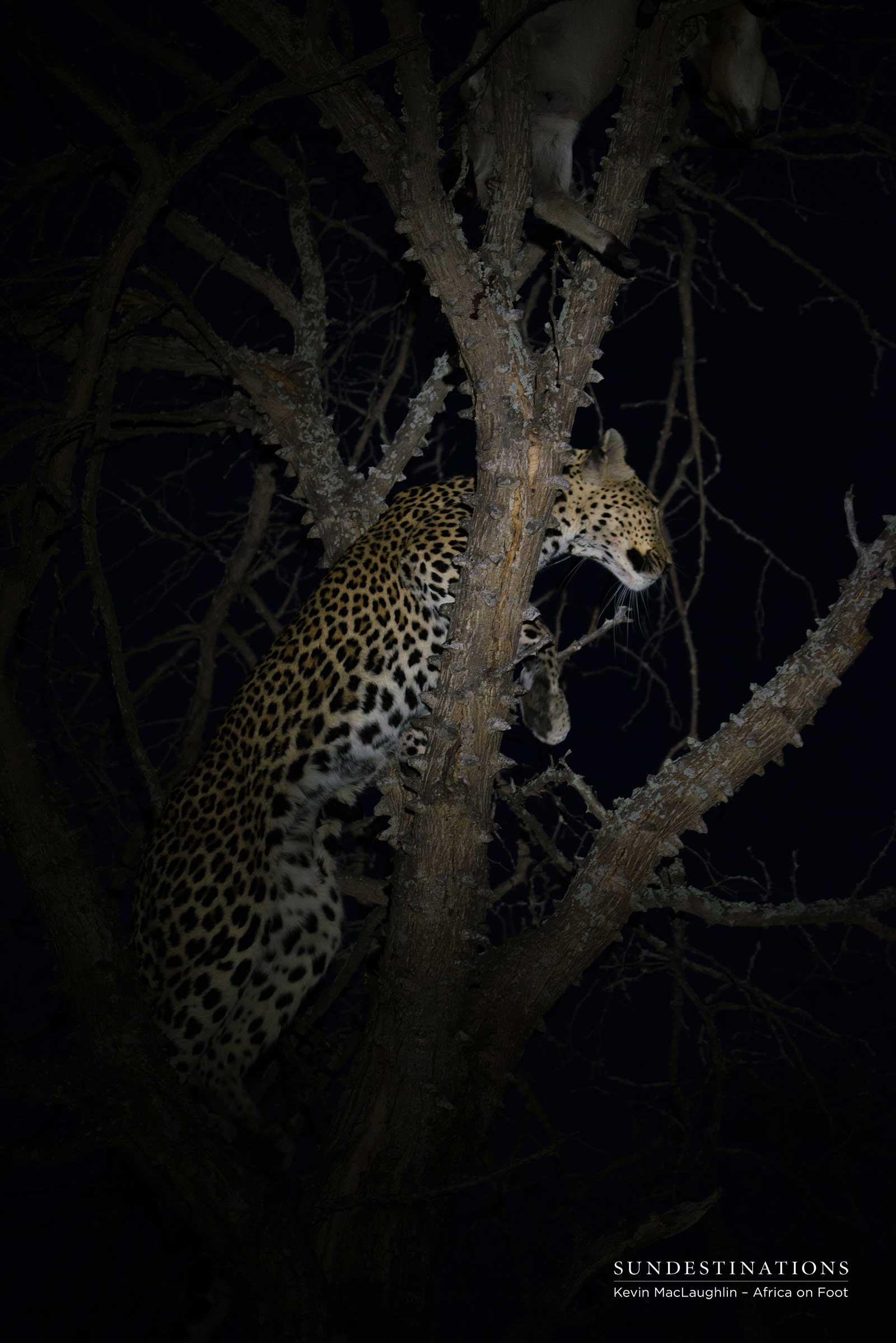 Leopard Kill