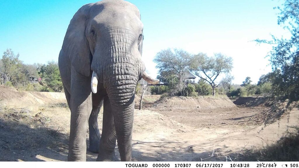 Elephants at the Waterhole