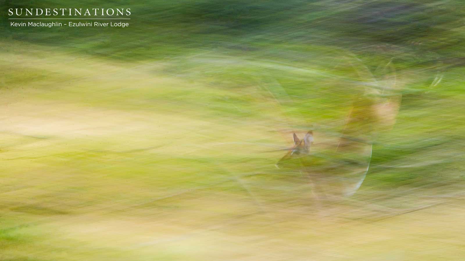 Impala Ezulwini Game Lodges