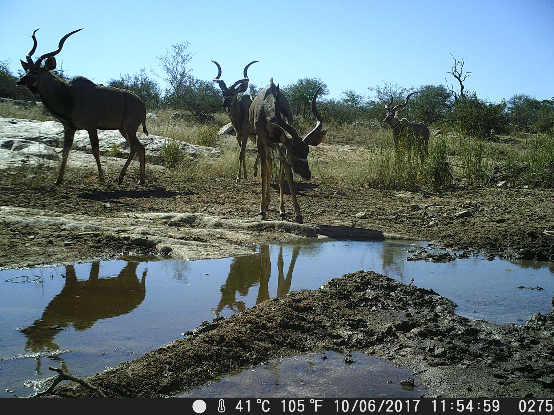 Ezulwini Kudu at Waterhole