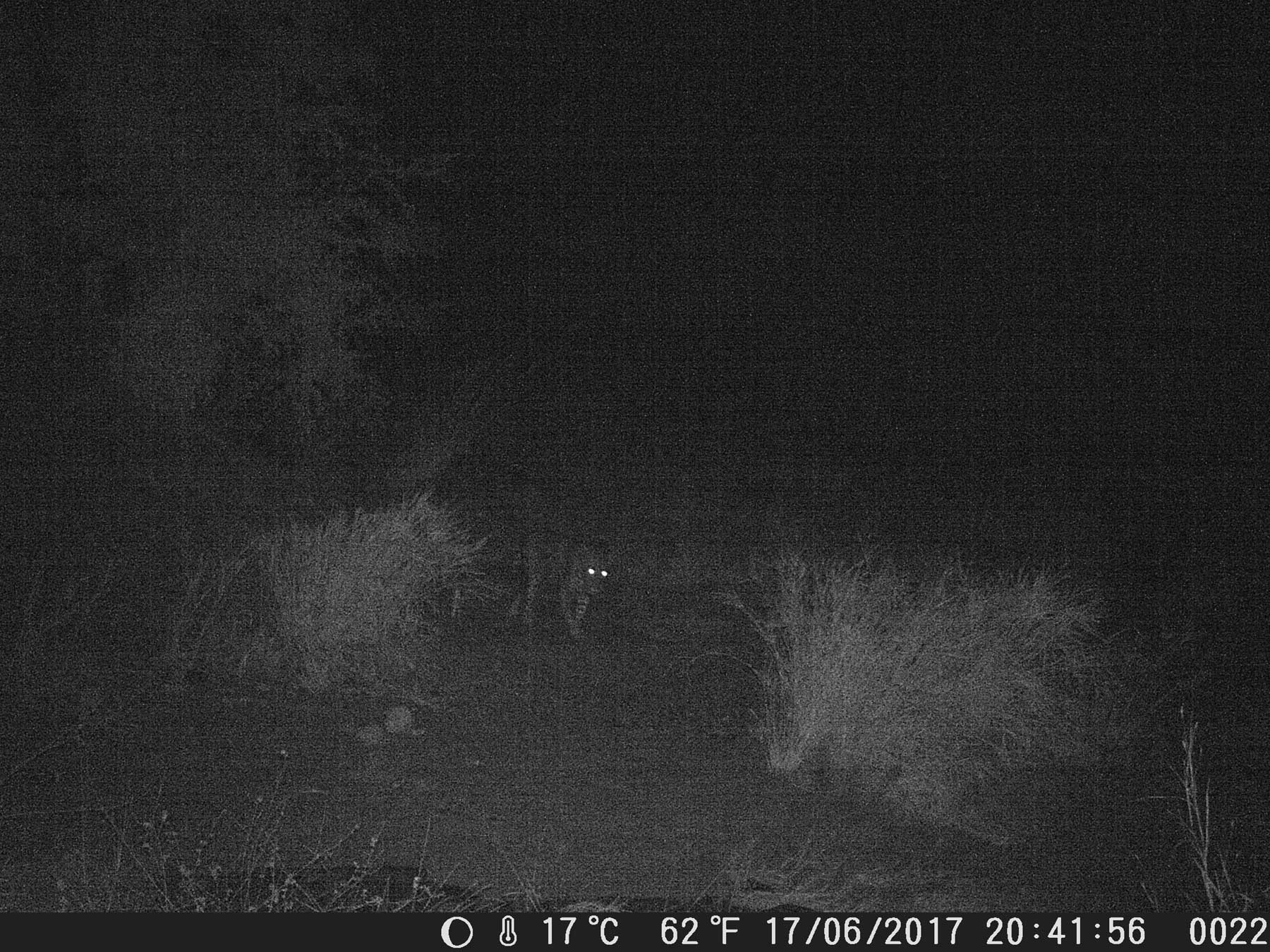 Leopard Ezulwini Game Lodges