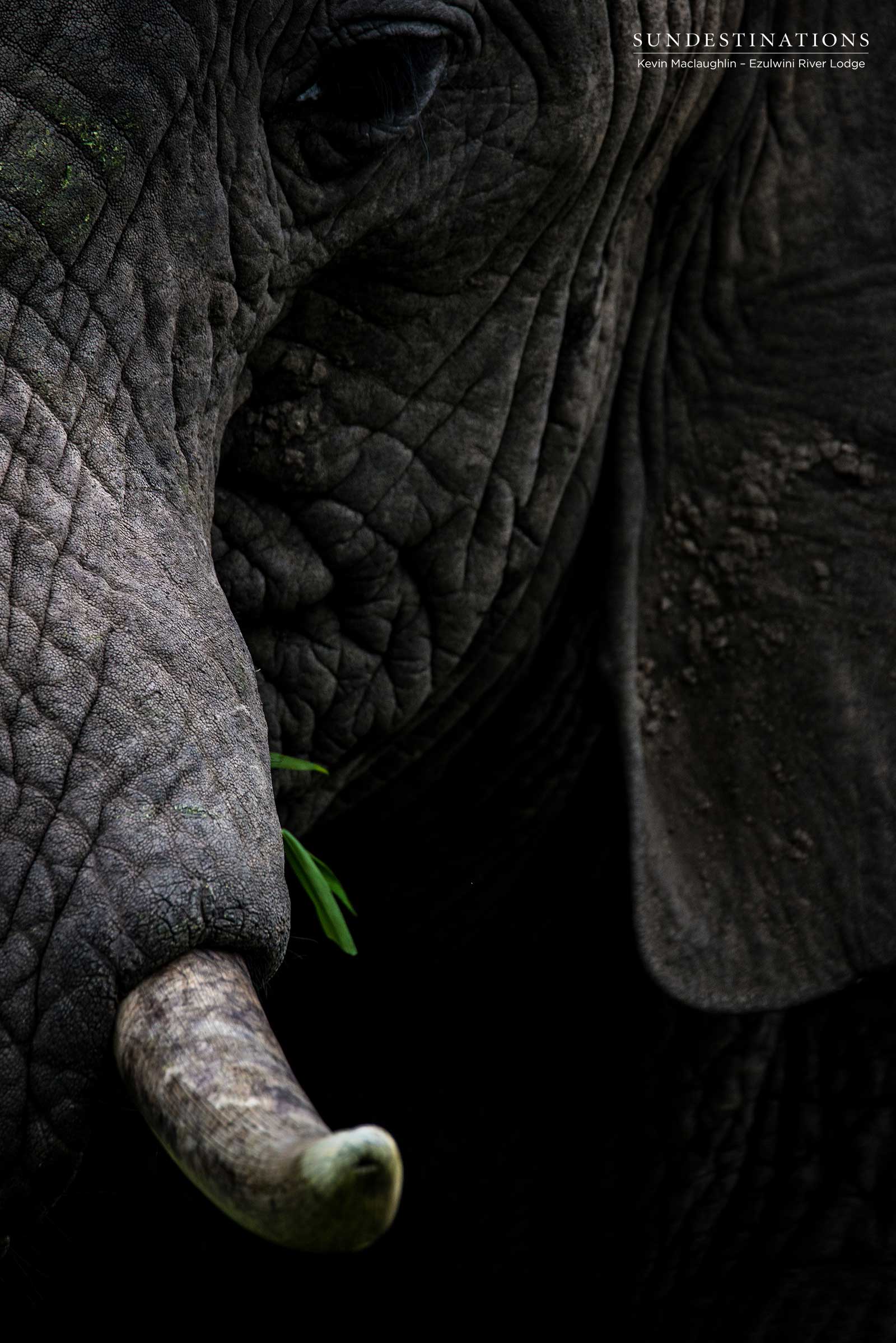 Elephant Ezulwini Game Lodges