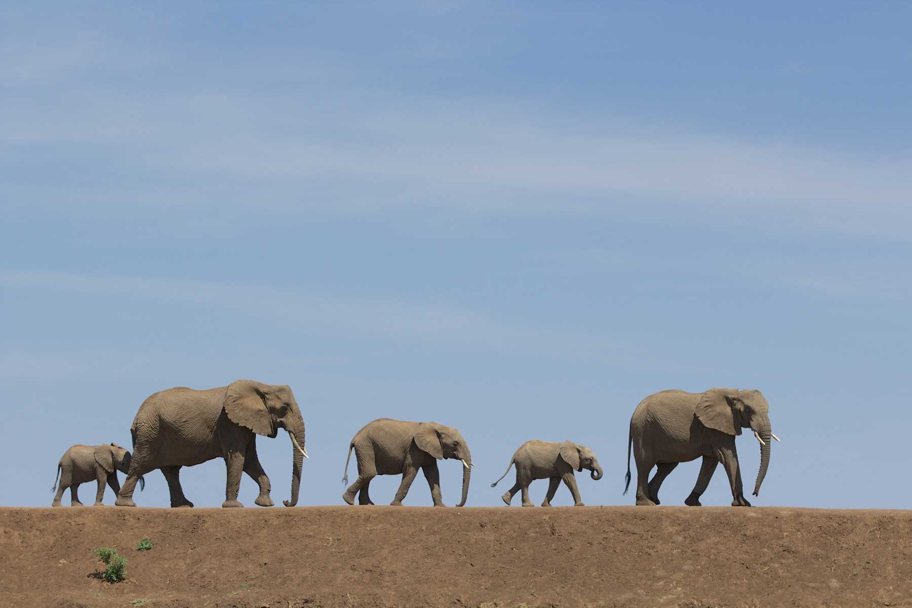 Elephants Warren Samuels