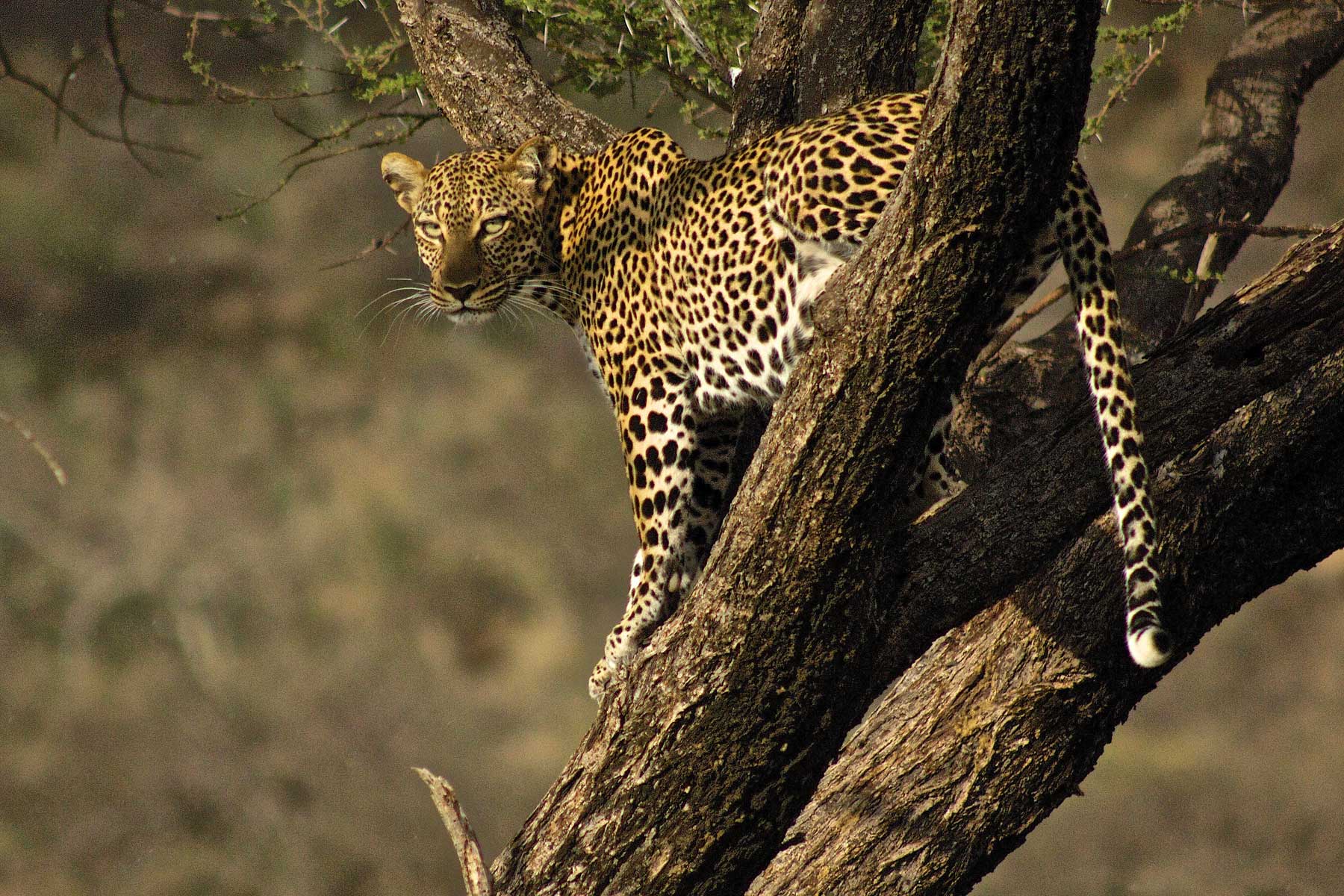 Warren Samuels Leopard