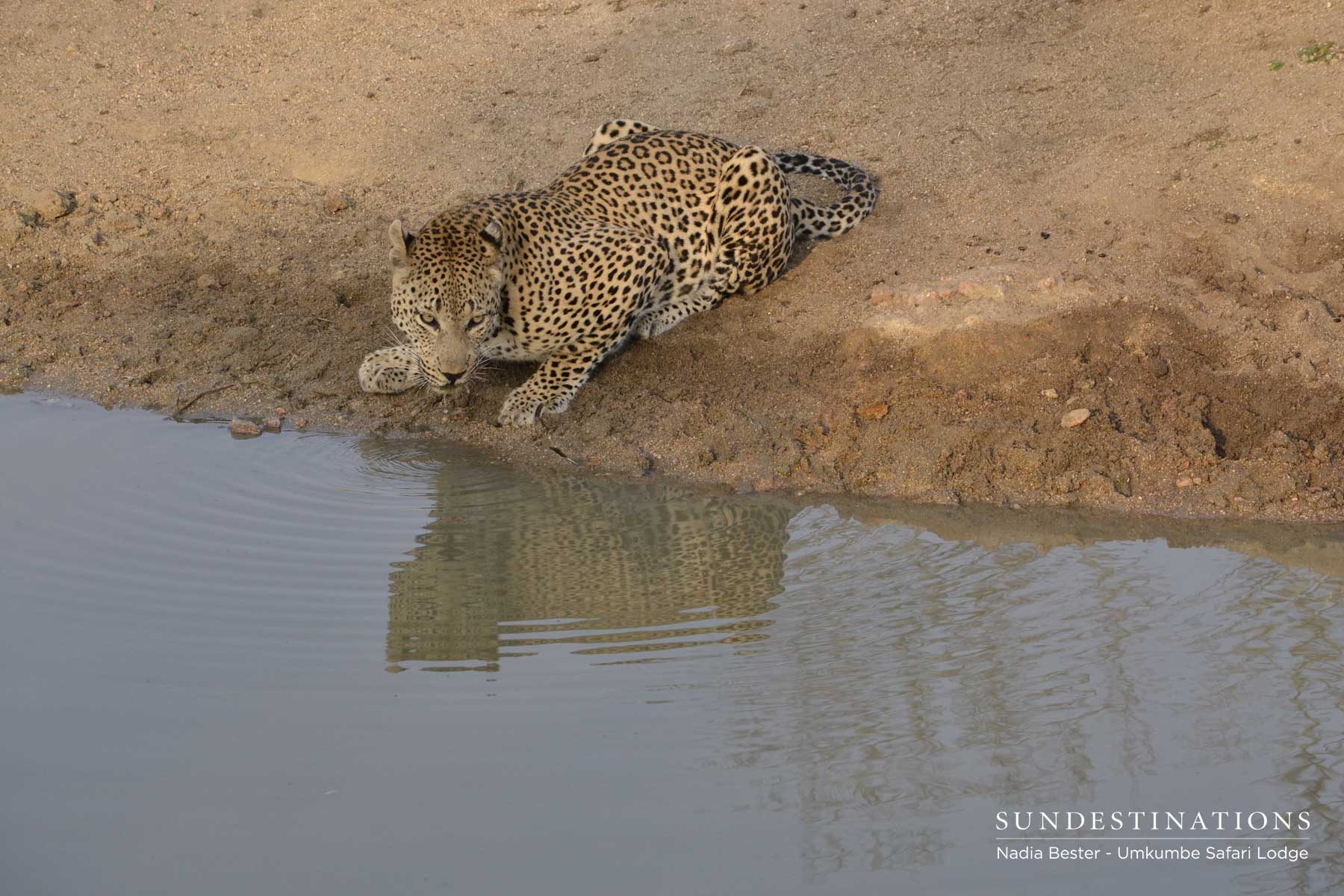 Mxabene Drinking at Waterhole