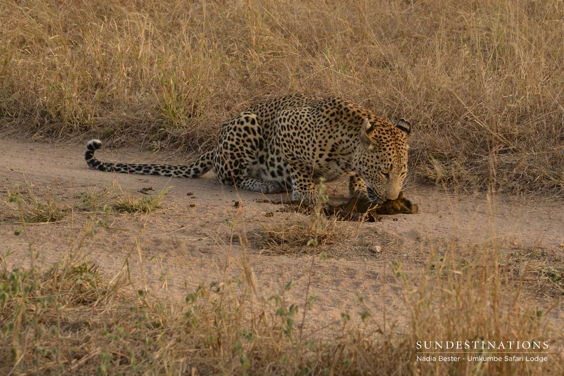 Mxabene Eating Dung Pile
