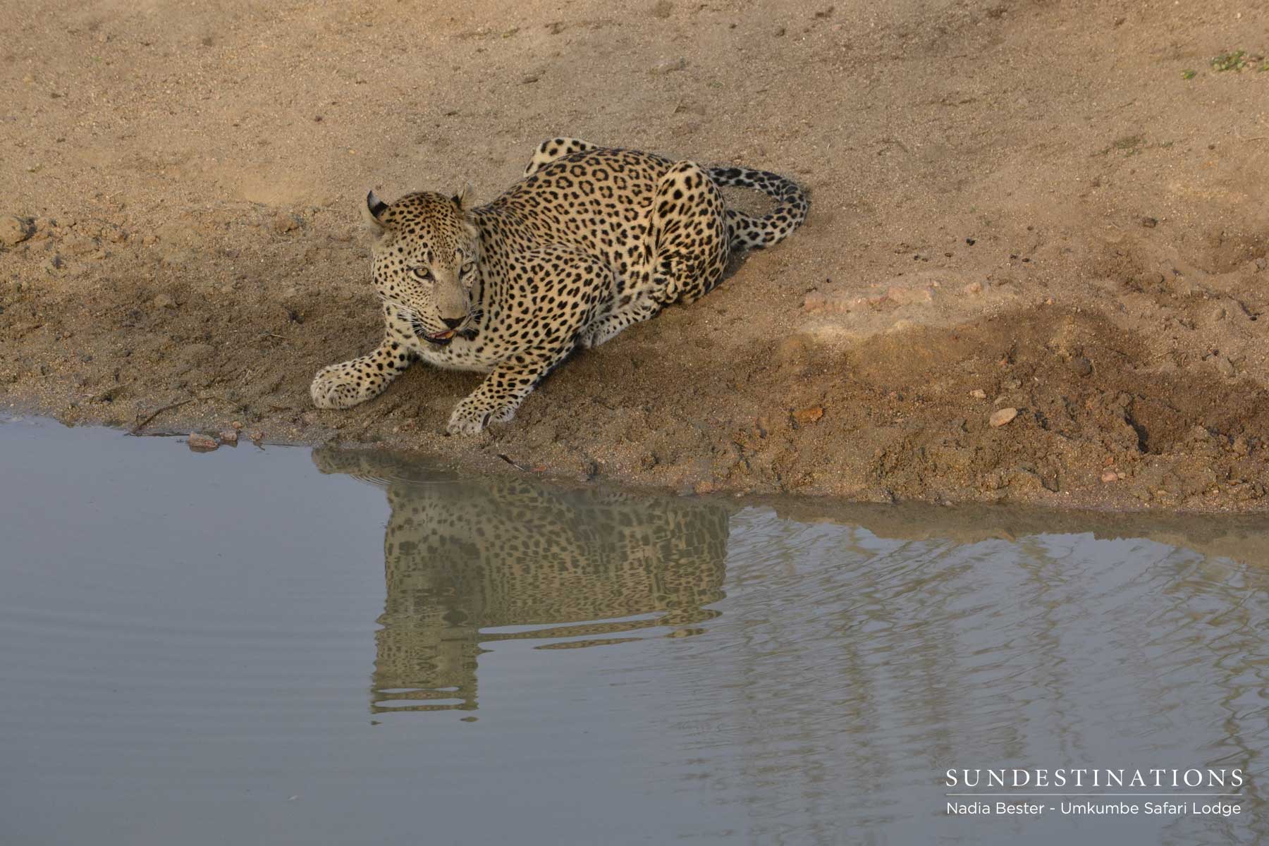 Mxabene Drinking in Sabi Sand