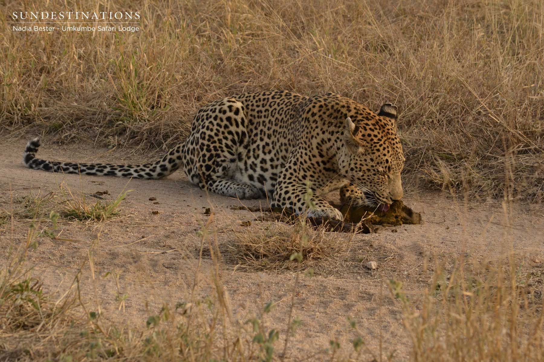 Mxabene Scent Marking dung