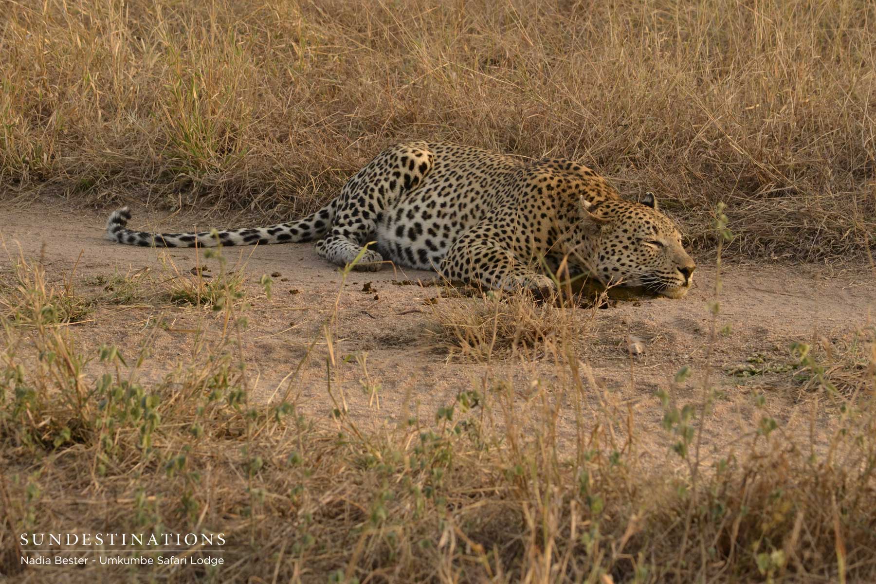 Mxabene Sleeping in Dung