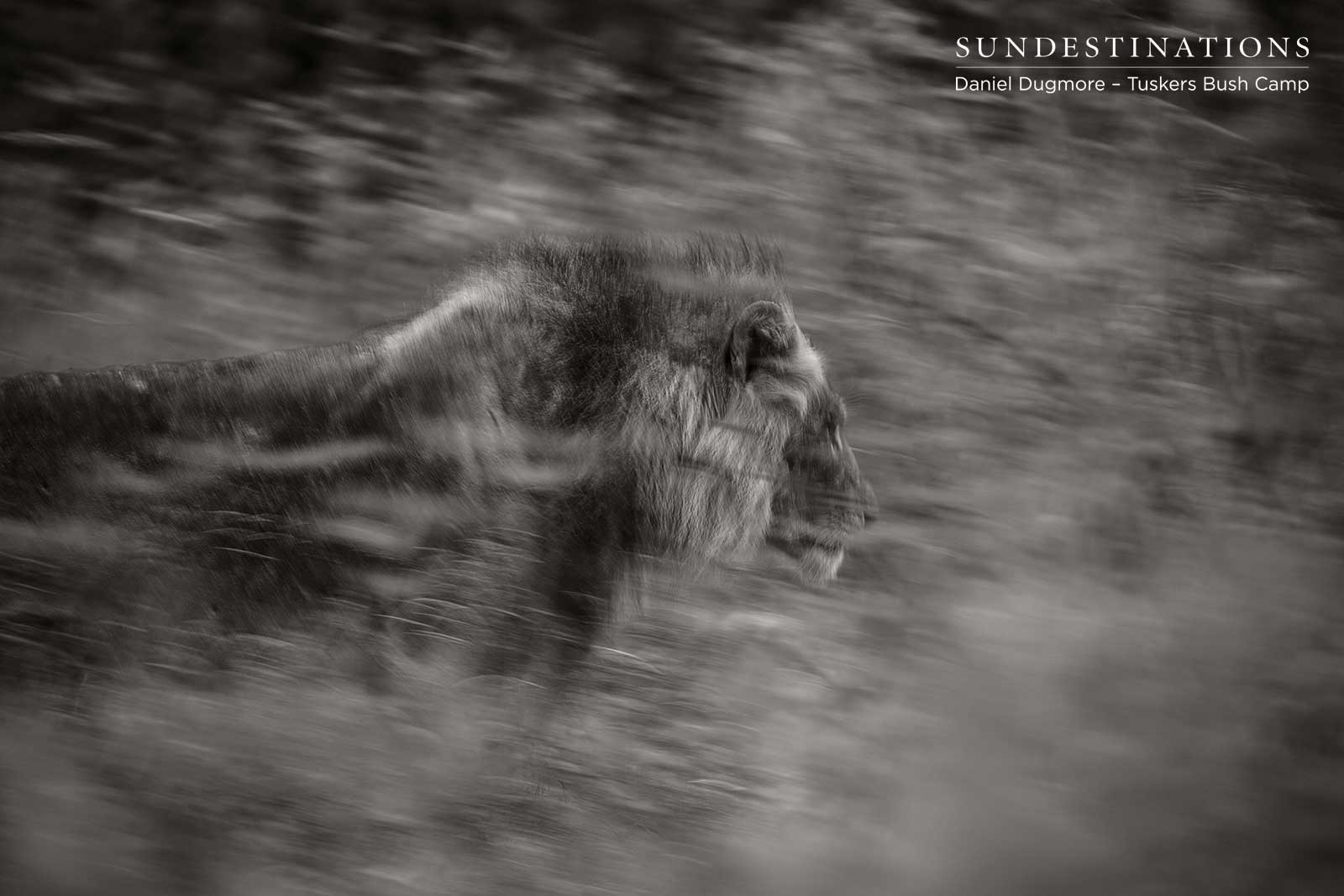 Tuskers Bush Camp Lion