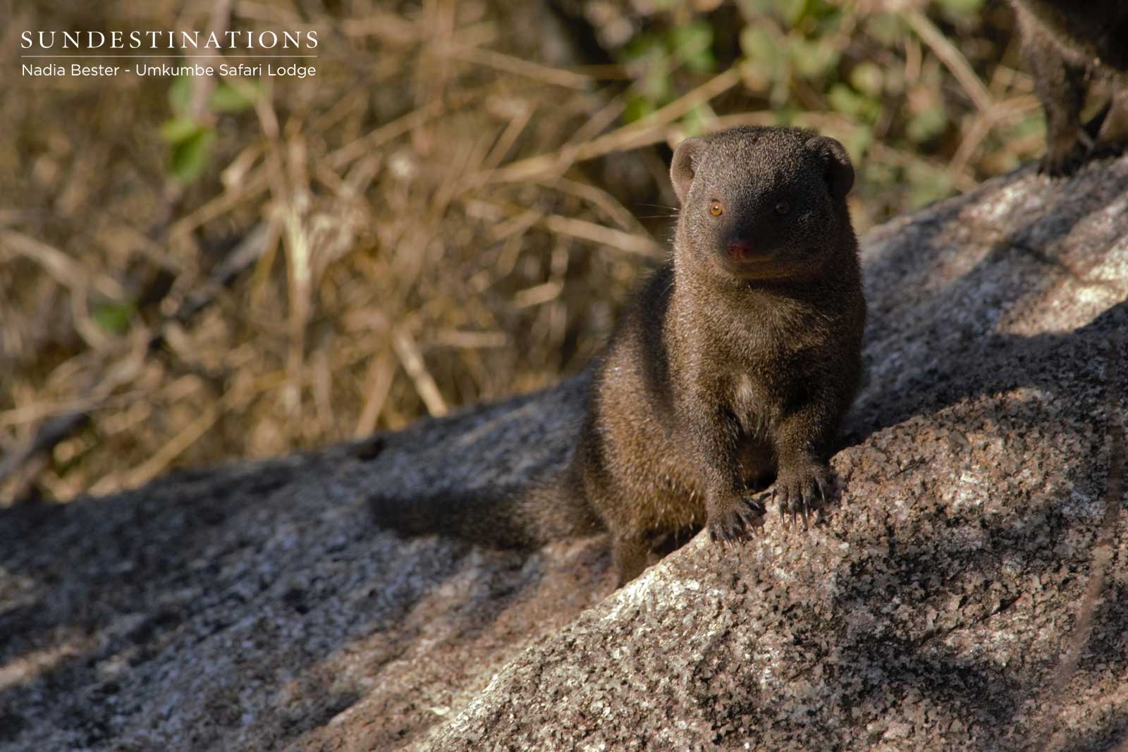 Umkumbe Mongoose