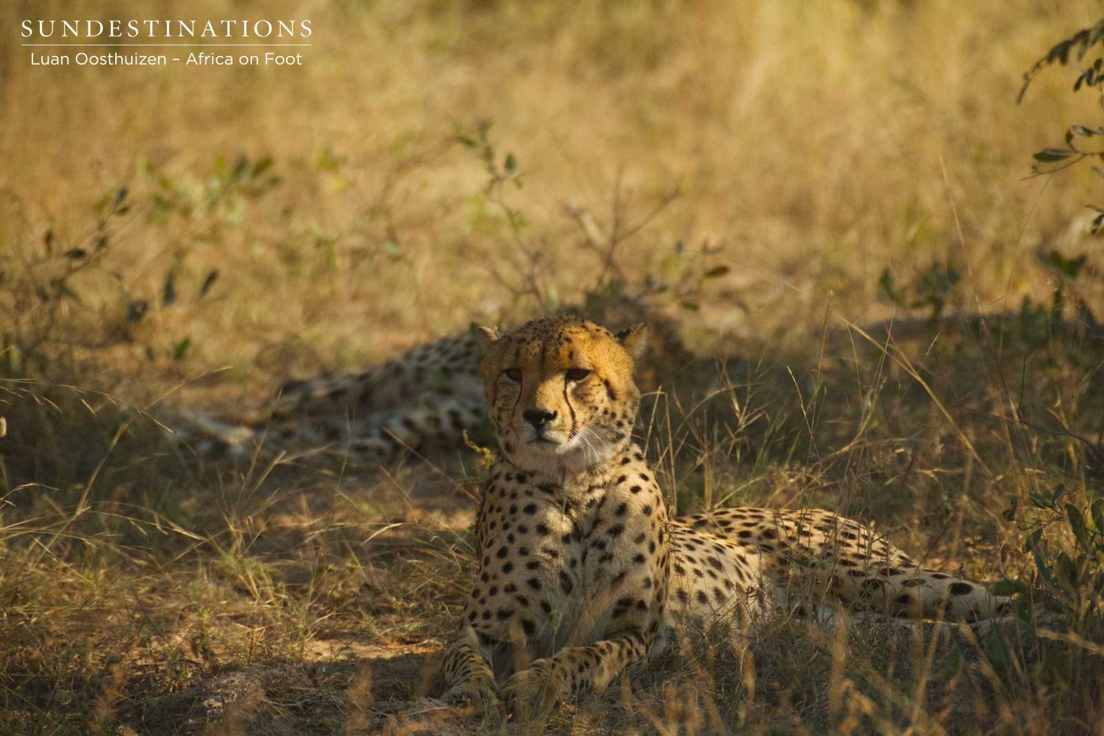 Cheetah Males Africa on Foot
