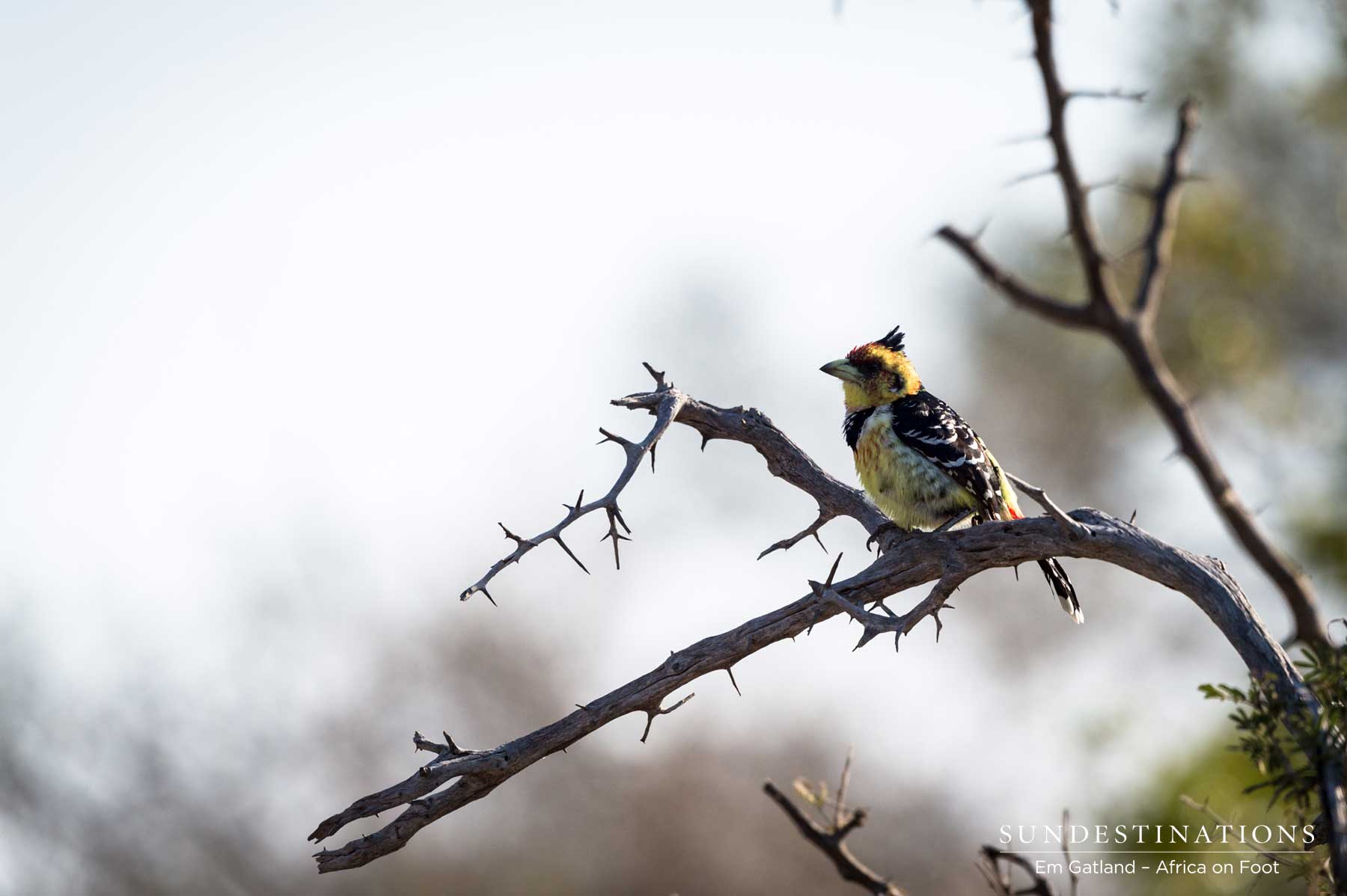 Crested Barbet in the Klaserie Crested Barbet in the Klaserie