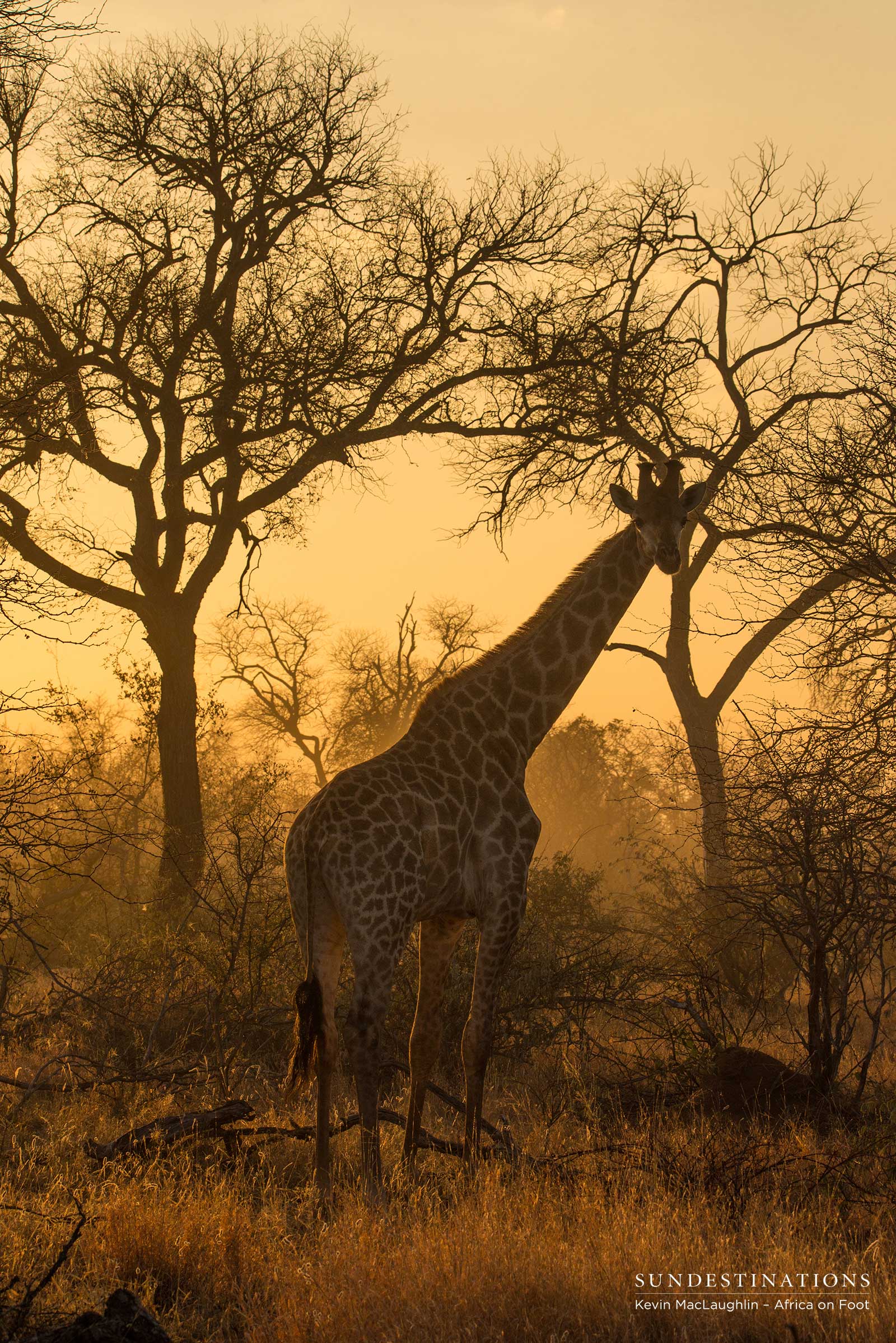 Giraffe in the Sunset Giraffe in the Sunset