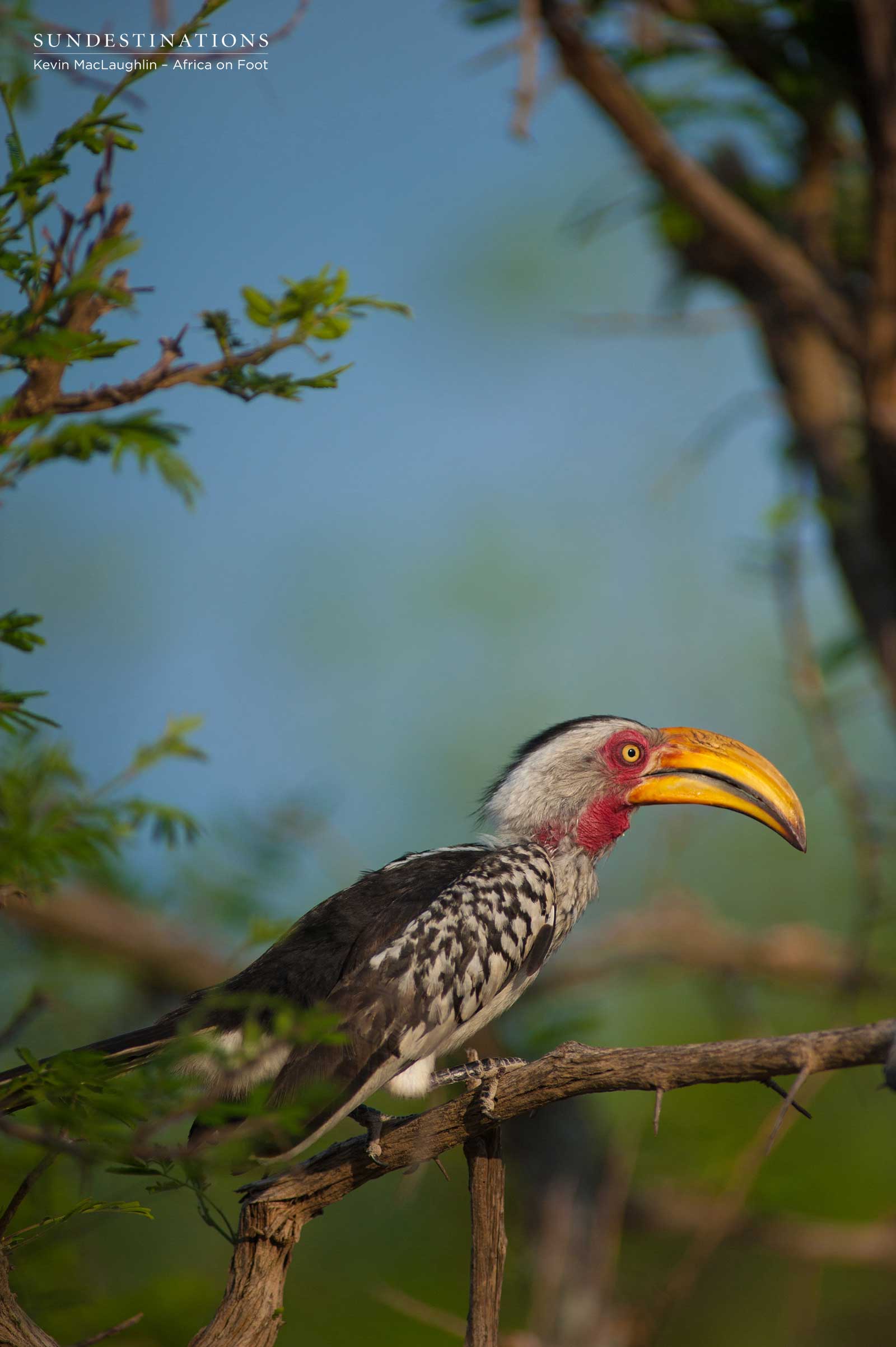 Africa on Foot Hornbill