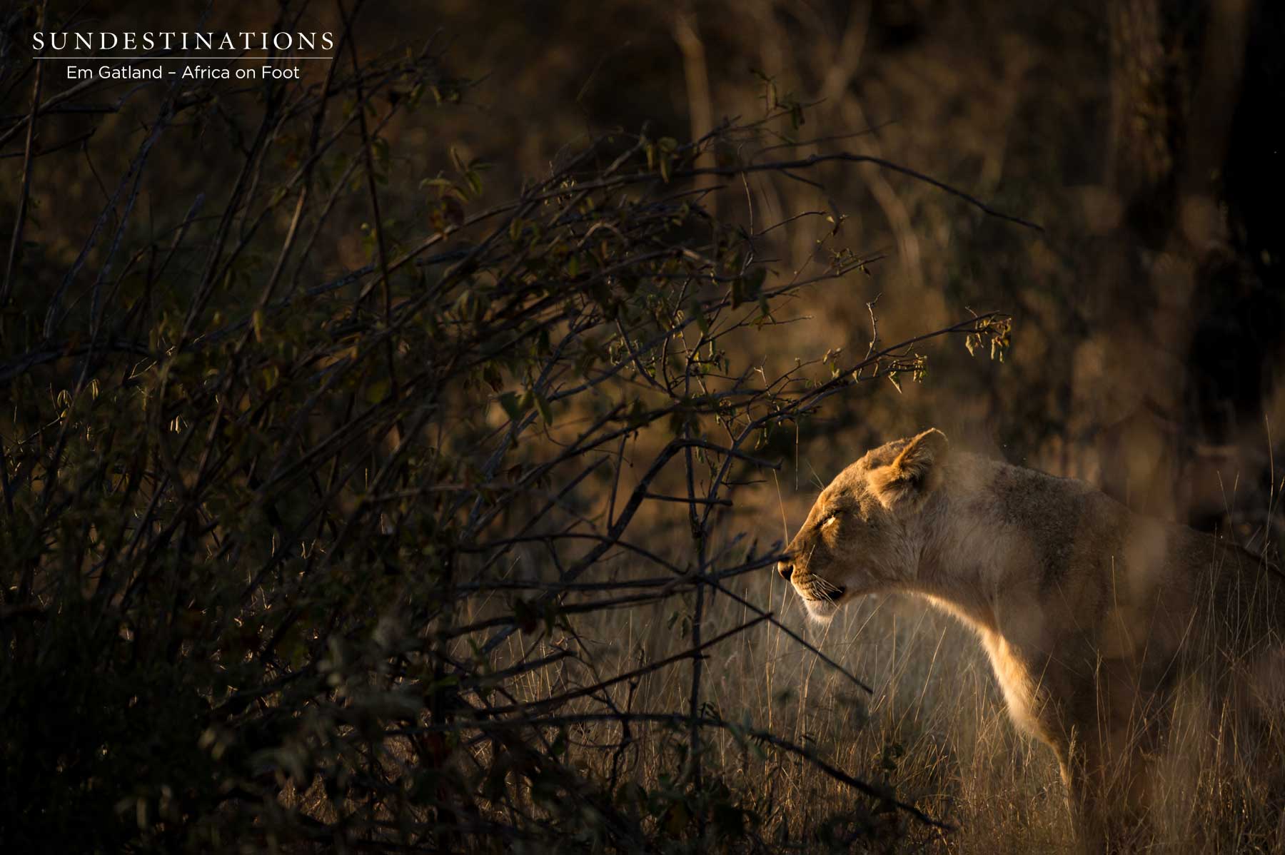 Ross Pride Breakaway Lionesses Ross Pride Breakaway Lionesses