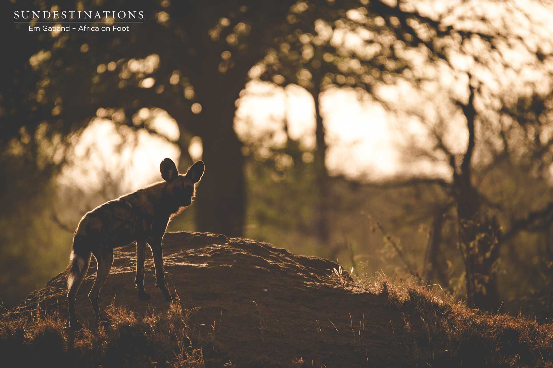 Wild Dogs in the Klaserie Wild Dogs in the Klaserie